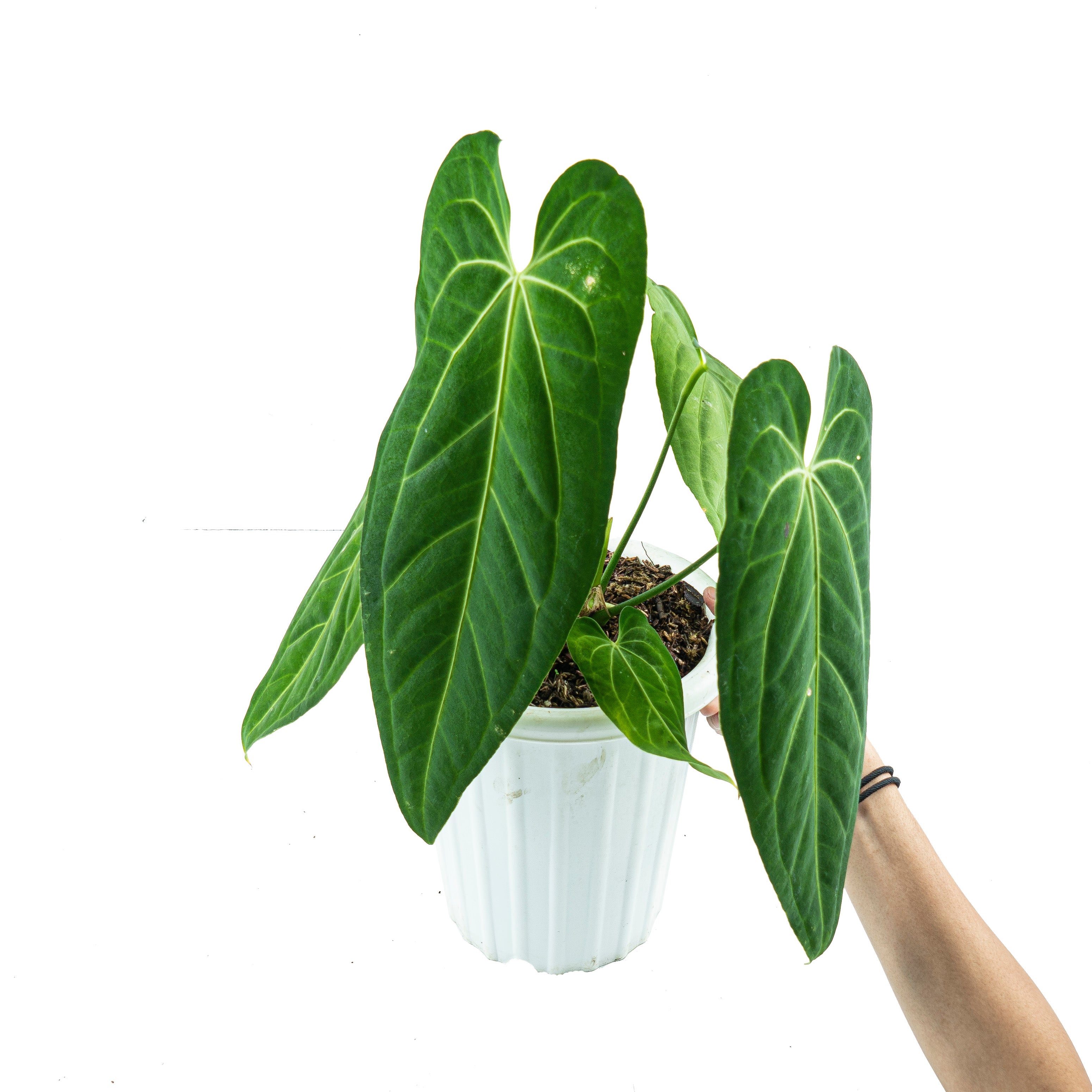 Anthurium Dark Mama (Warocqueanum x Papililaminum)