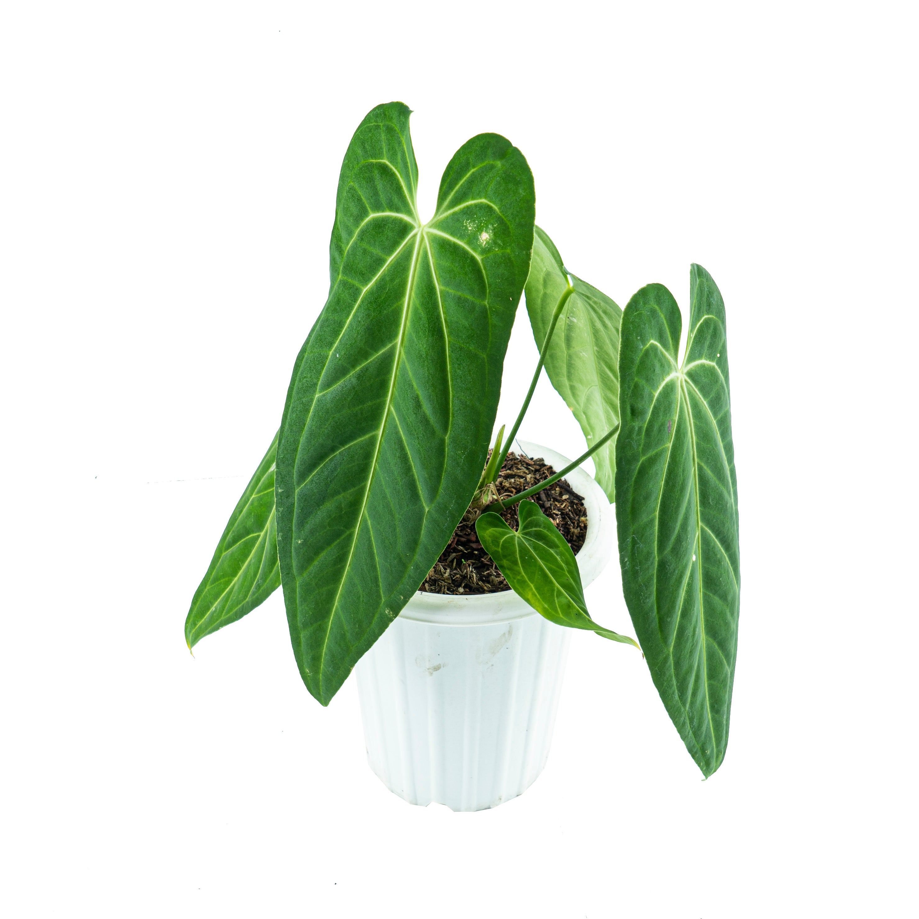 Anthurium Dark Mama (Warocqueanum x Papililaminum)