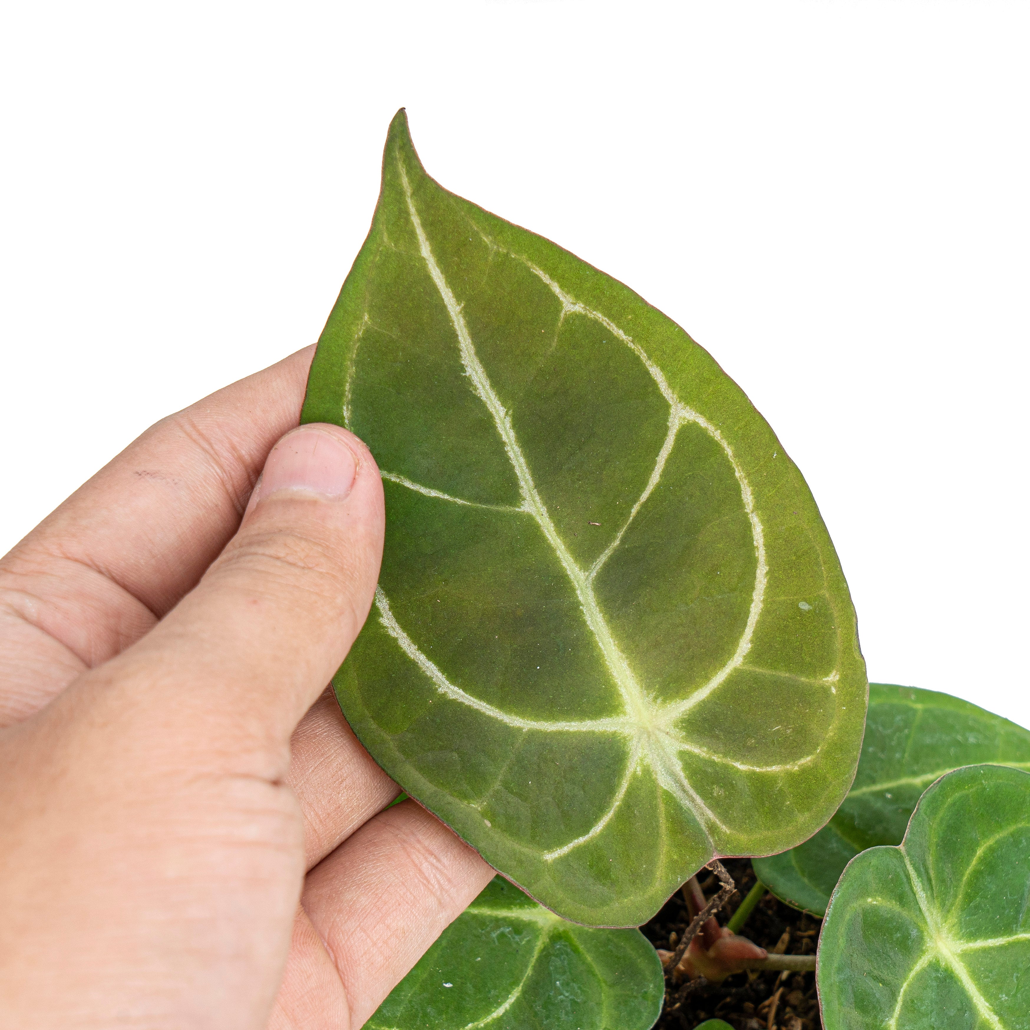 Anthurium Dressleri x Forgetti