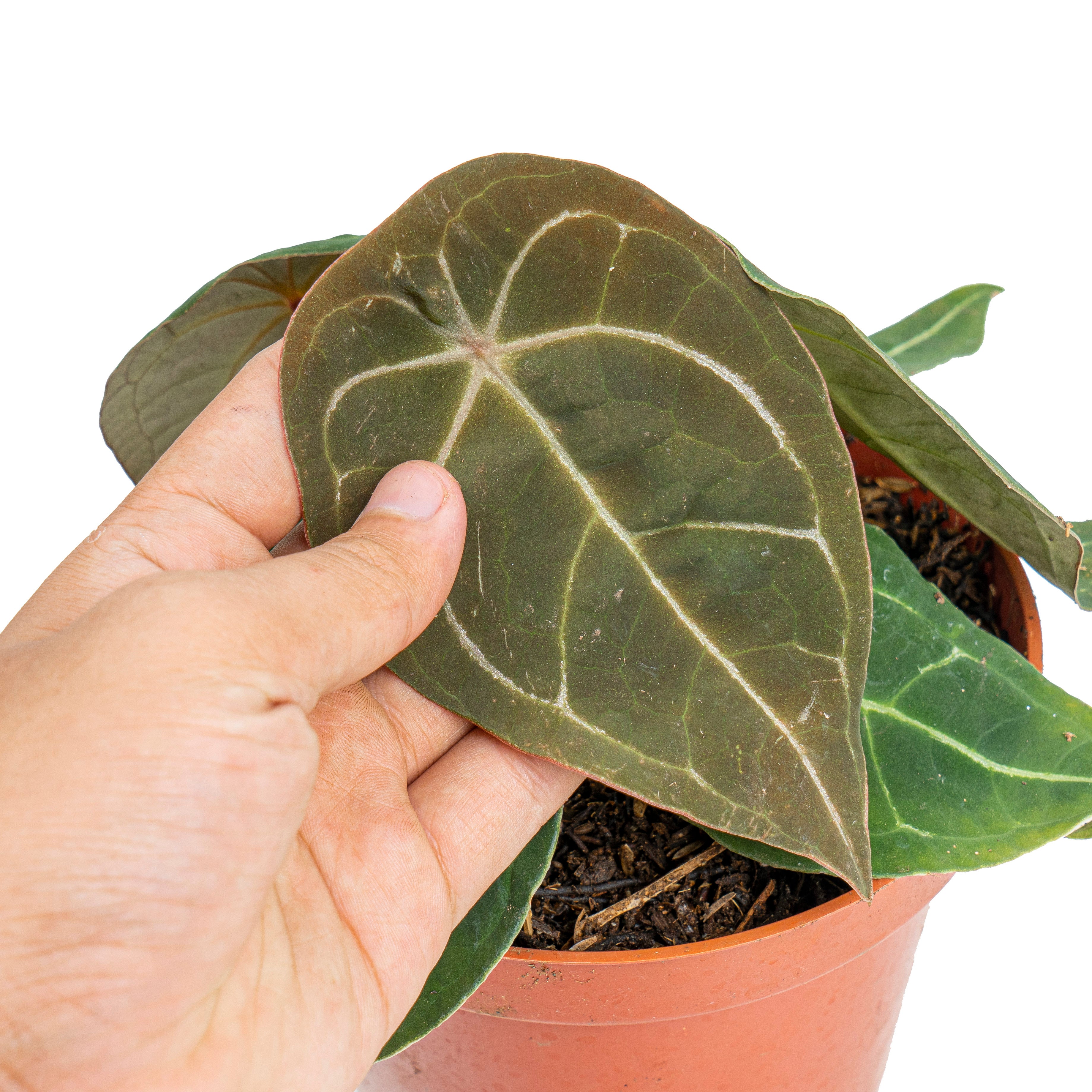 Anthurium Dressleri x Forgetii Medium size