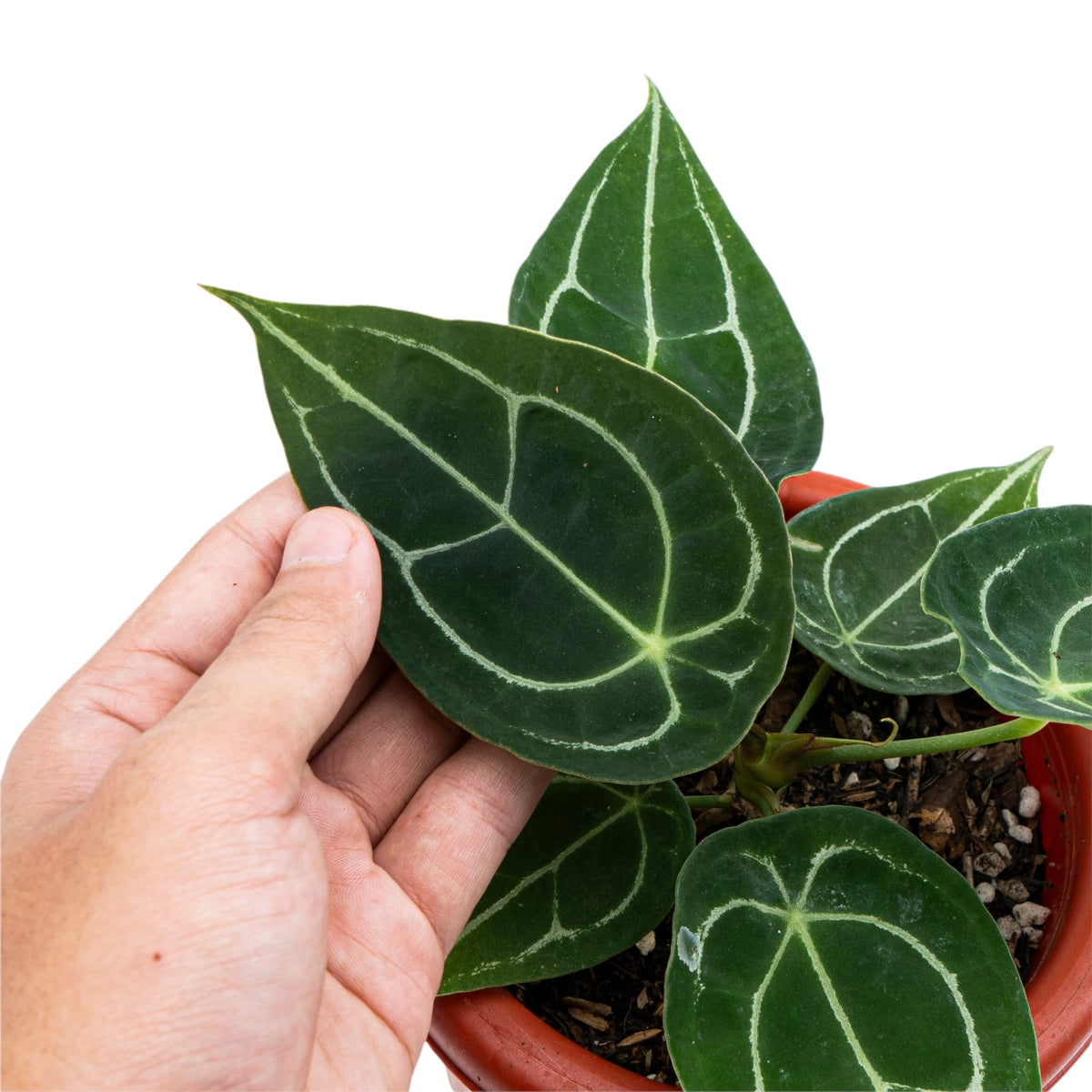 Anthurium Forgetii