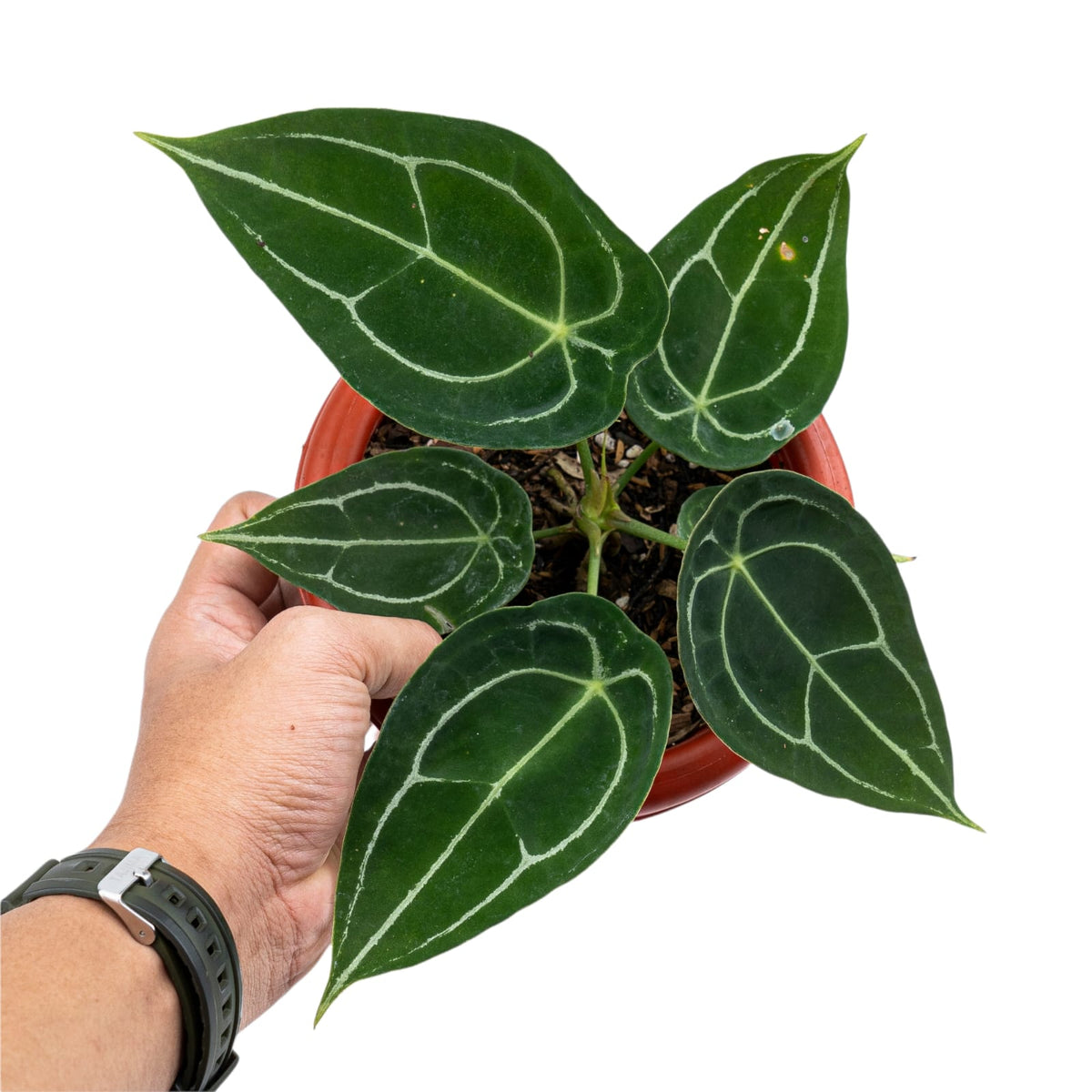 Anthurium Forgetii