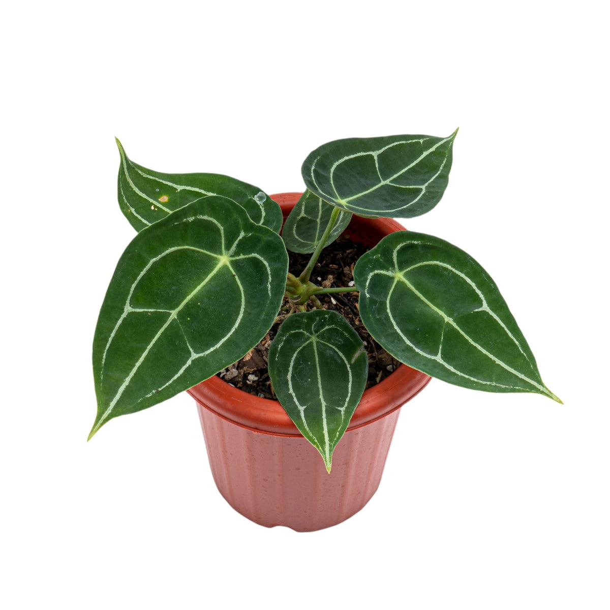 Anthurium Forgetii