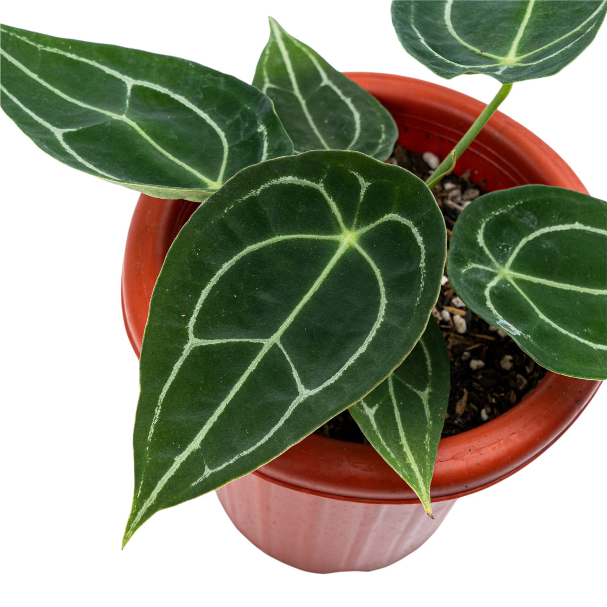 Anthurium Forgetii
