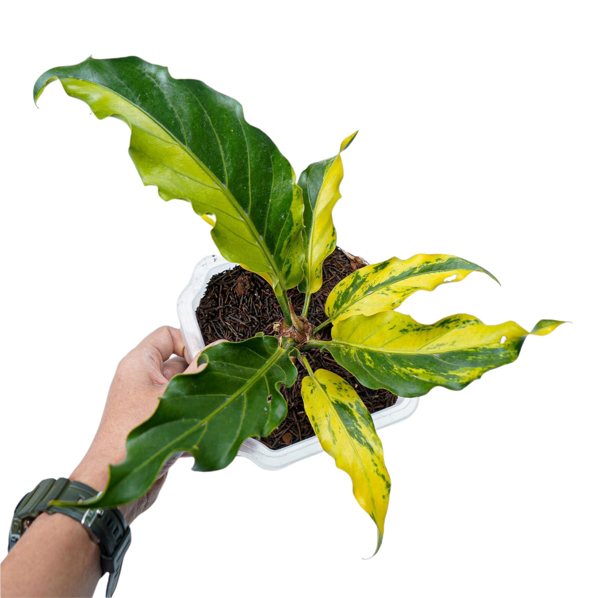 Anthurium Plowmanii Variegated Ruffles