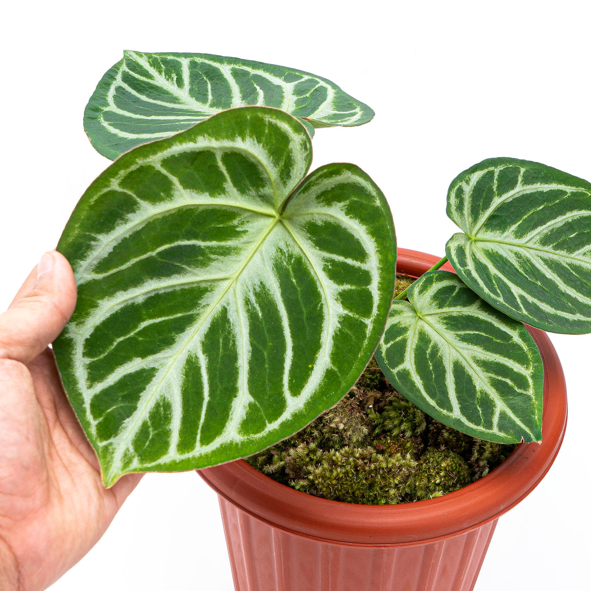 Anthurium Silver Blush
