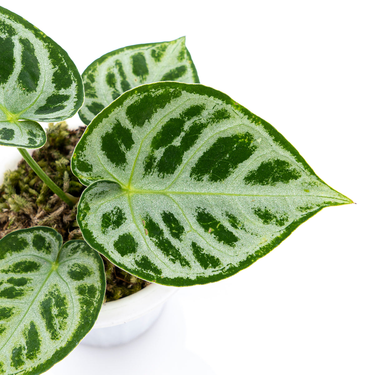 Anthurium Silver Blush