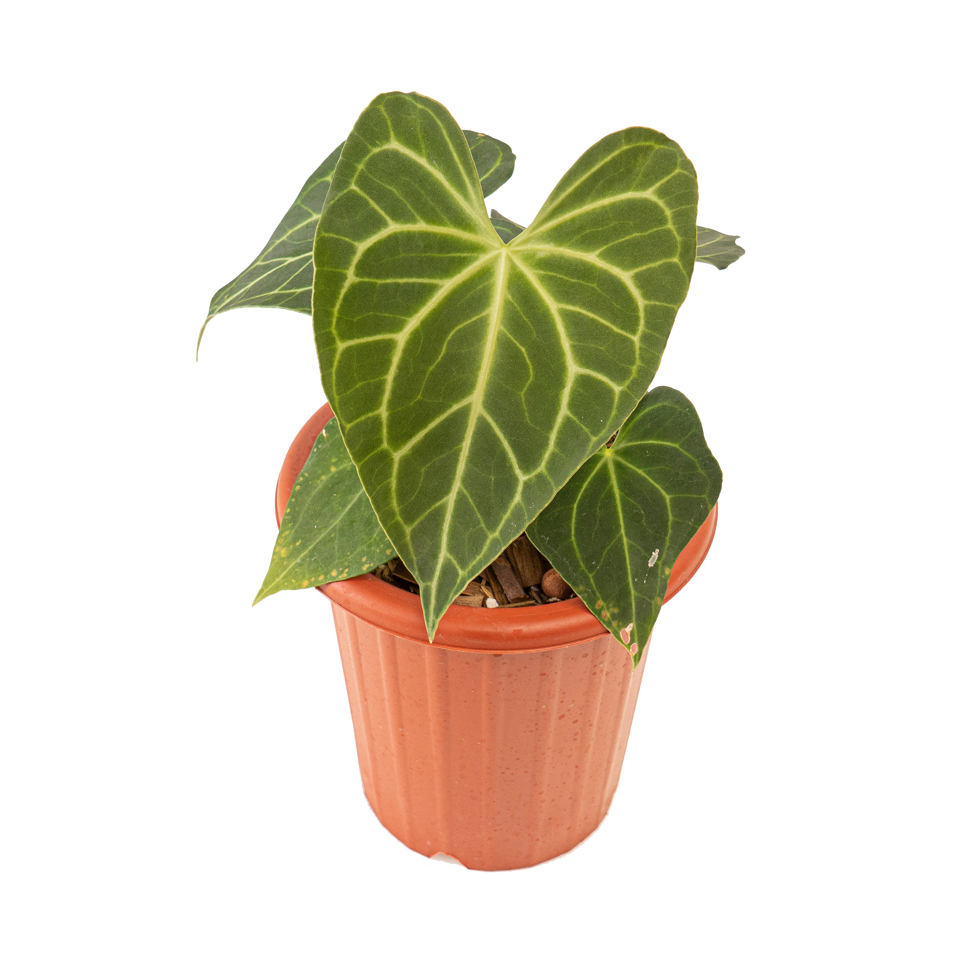 Anthurium clarinervium hybrid