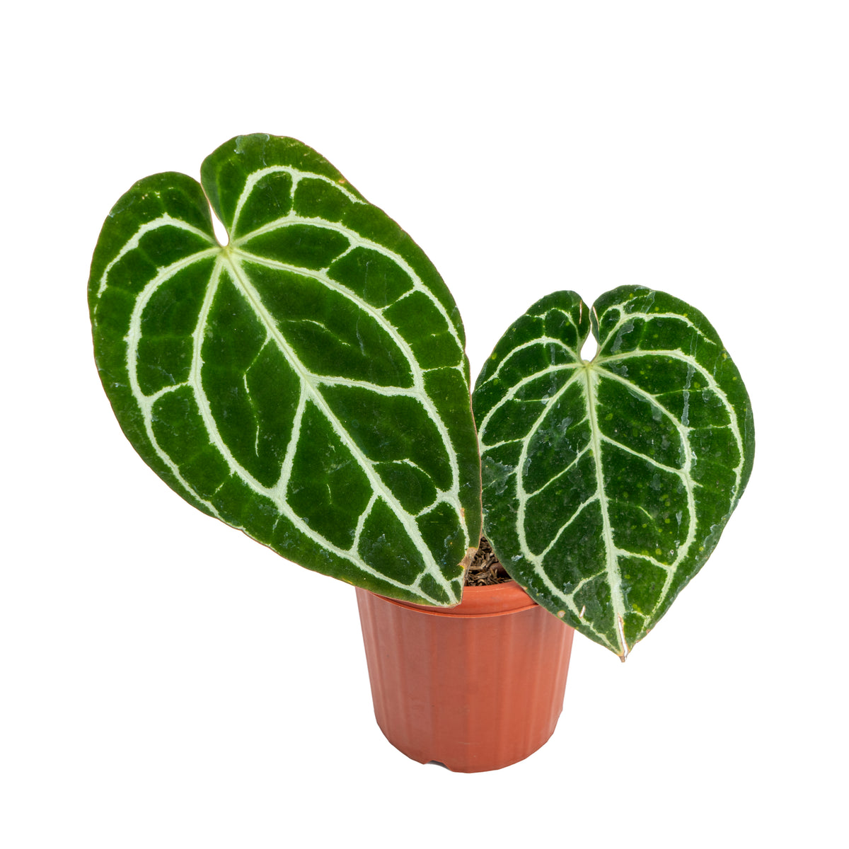 Anthurium crystallinum minahasa