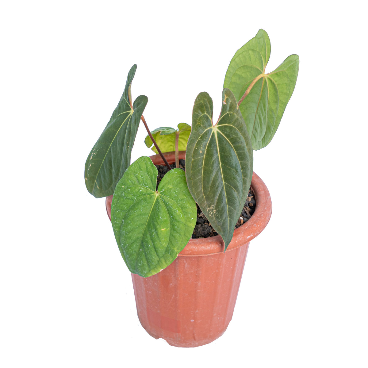 Anthurium dark phoenix