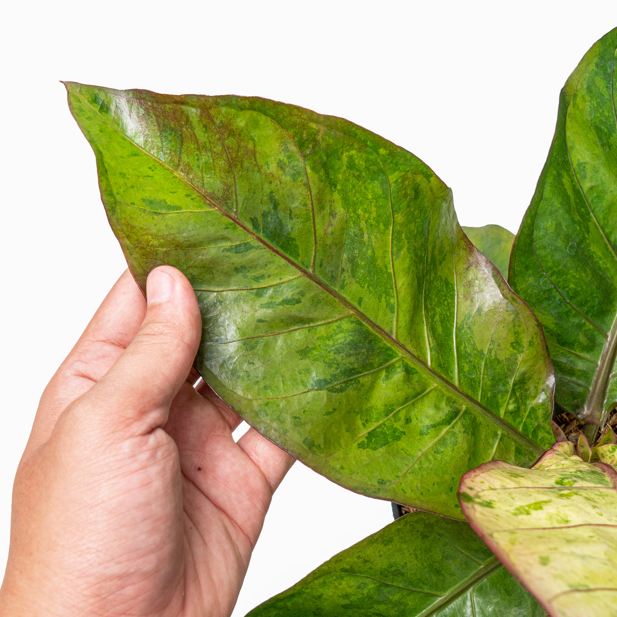 Anthurium hookeri variegated