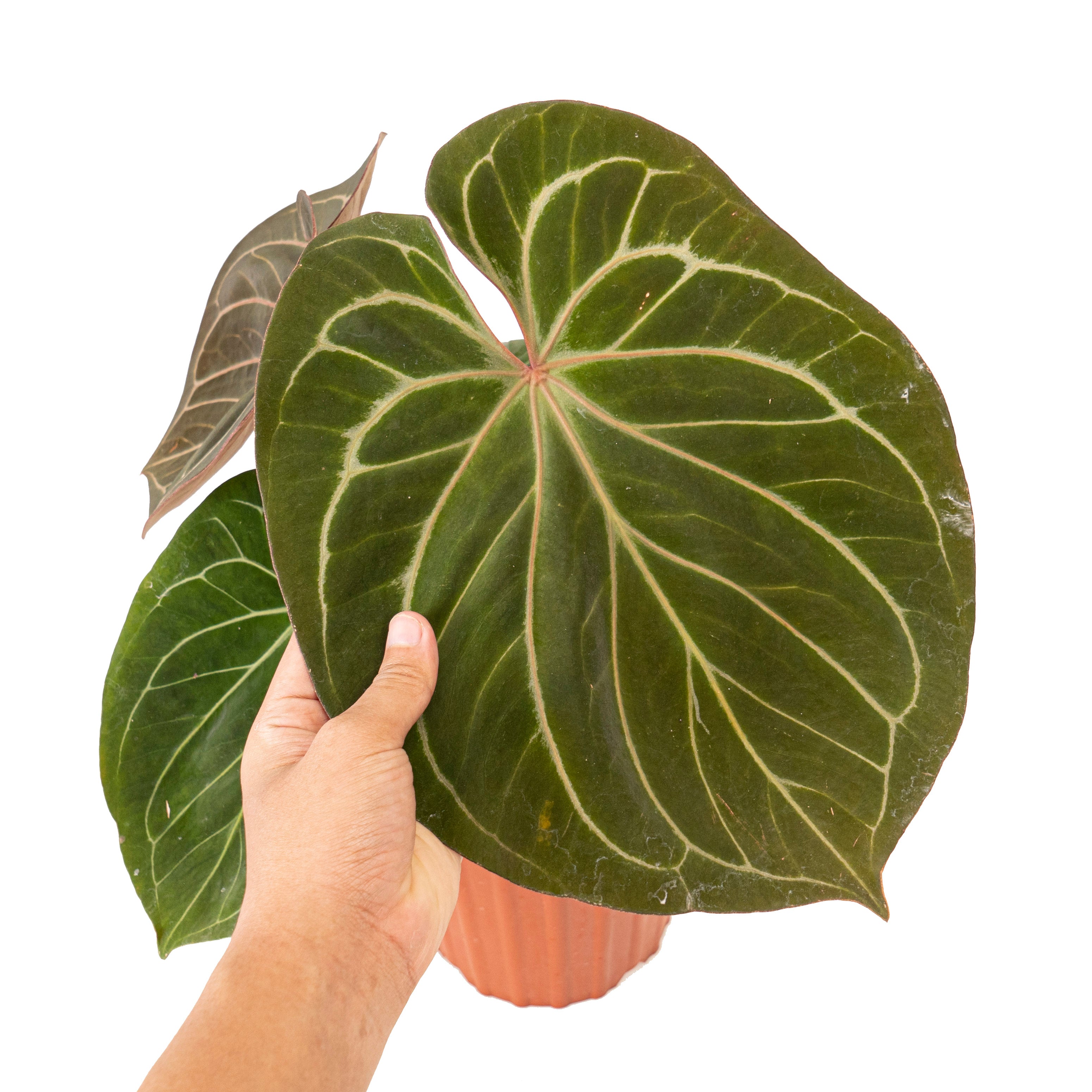 Anthurium king of spades Mature size