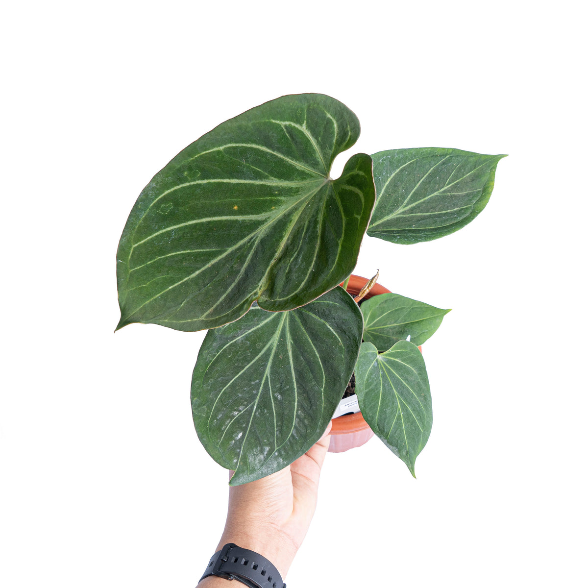 Anthurium king of spades - Mature size