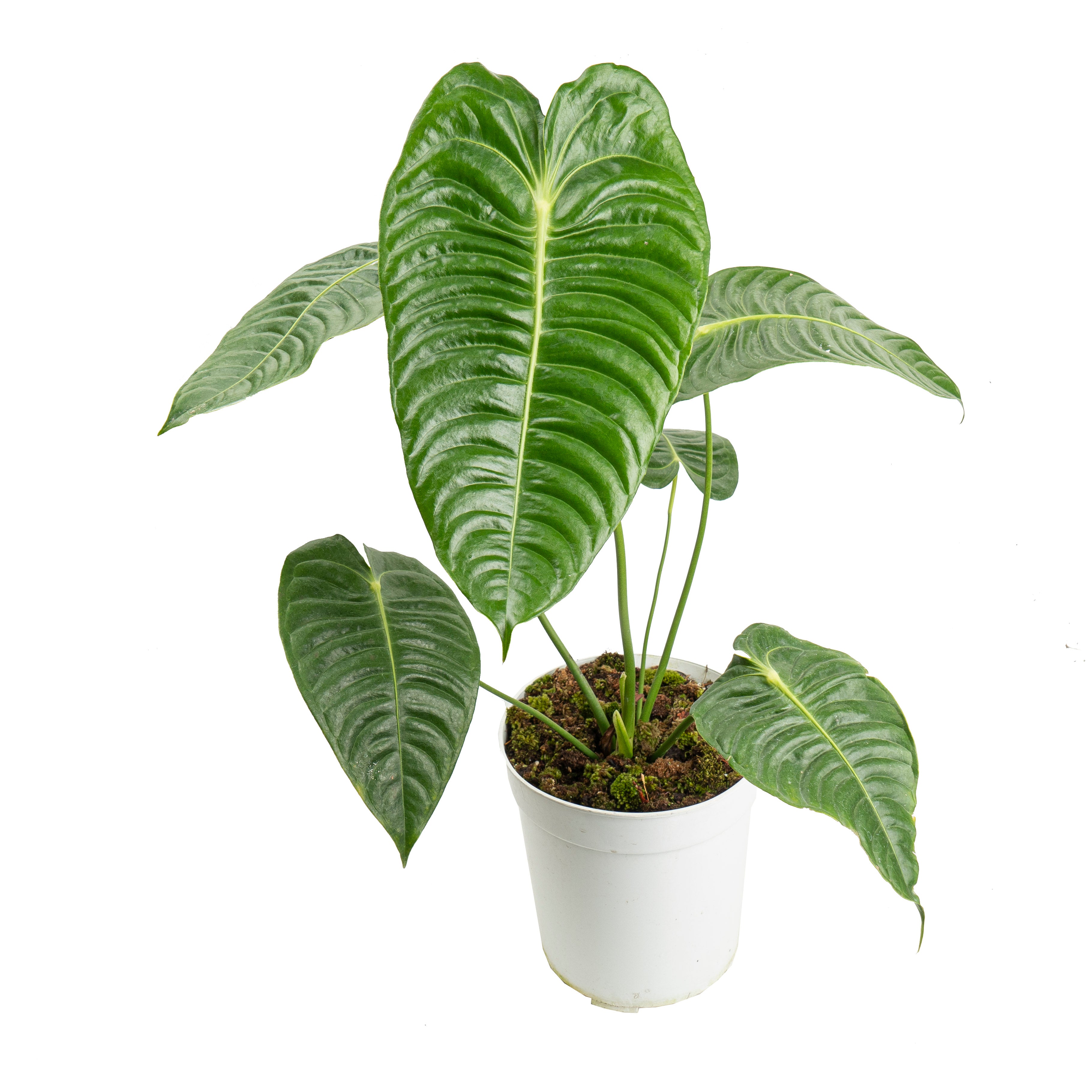 Anthurium king veitchii - Exstra mature size