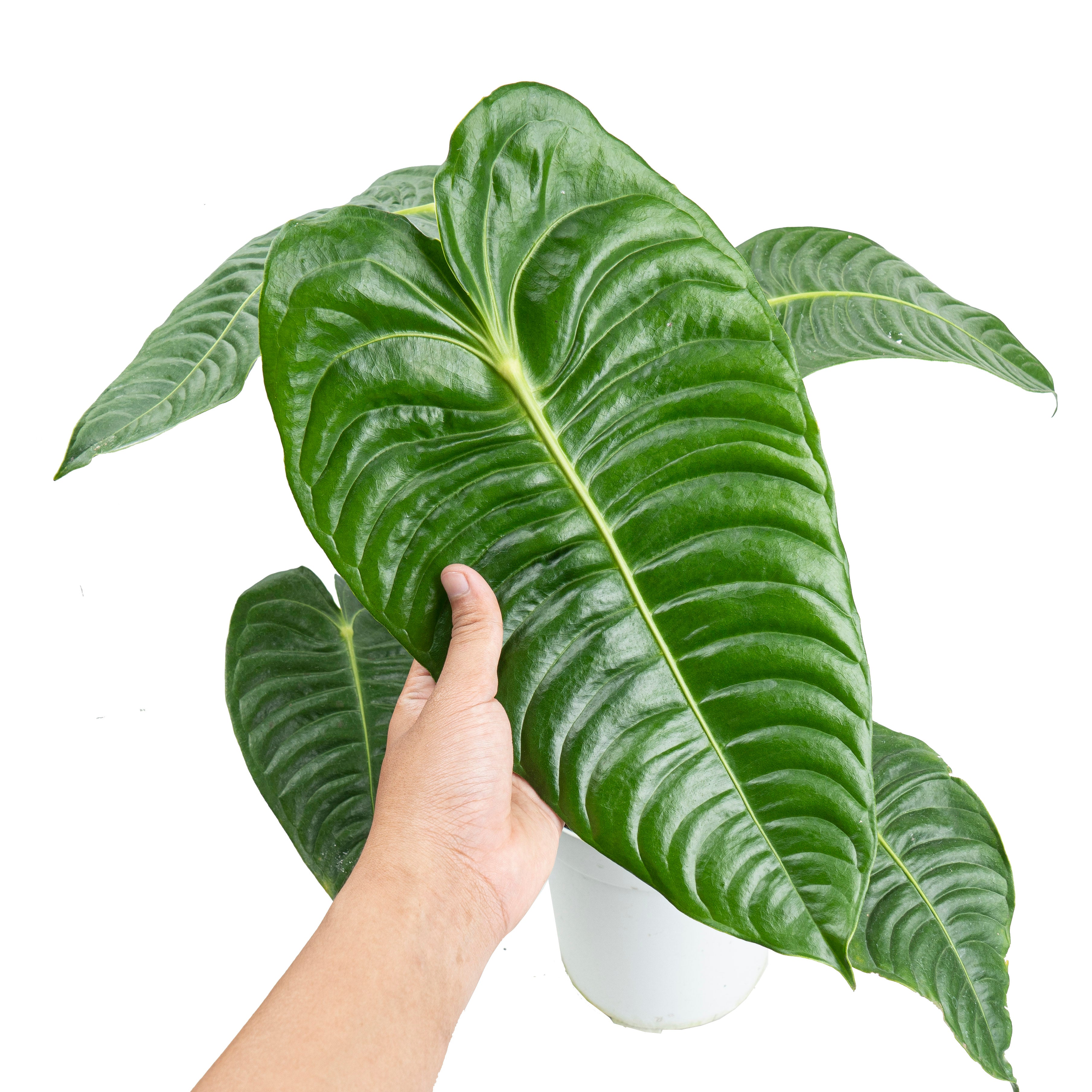 Anthurium king veitchii - Exstra mature size