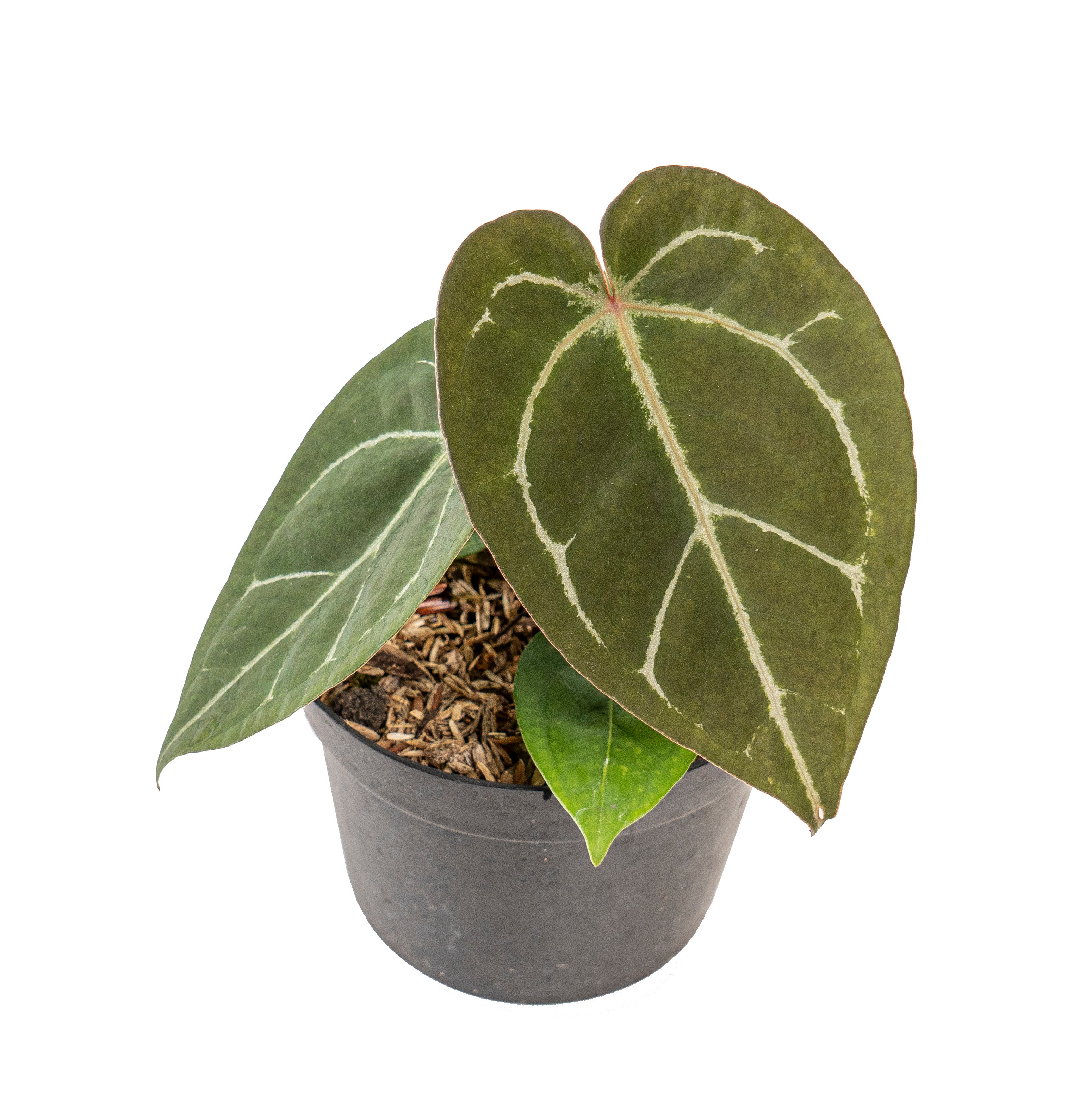 Anthurium hu x portillae