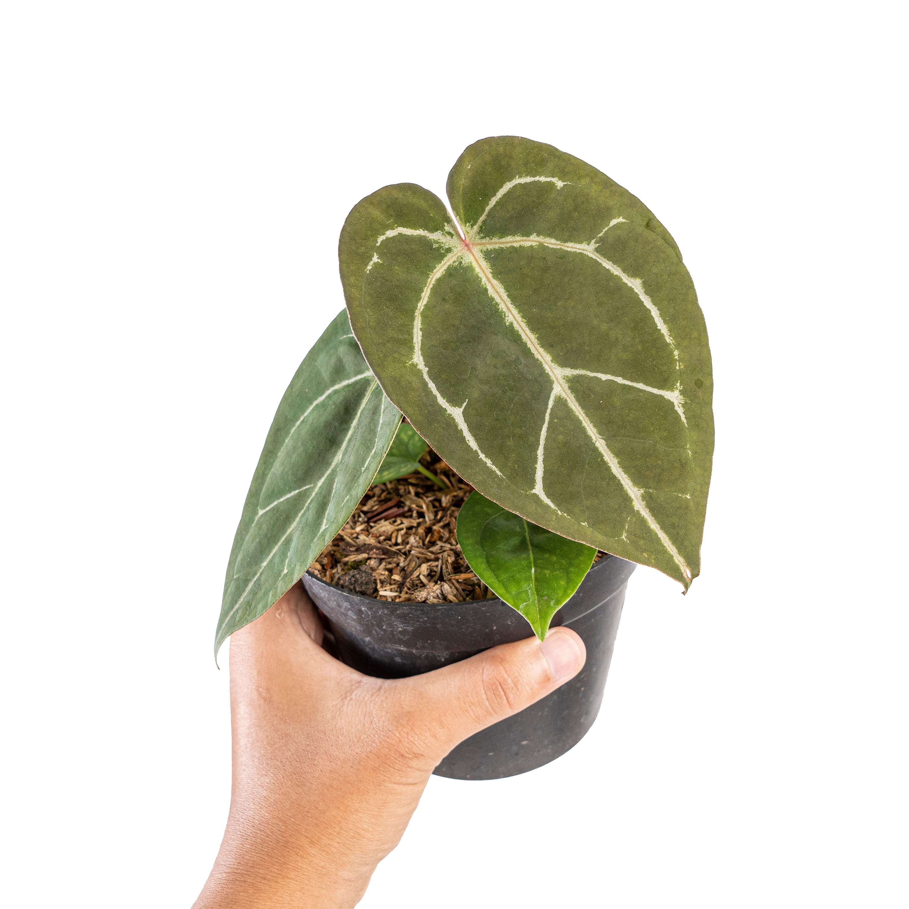 Anthurium hu x portillae