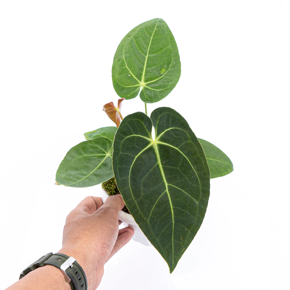 Anthurium Papilaminum X Magnificum Verde
