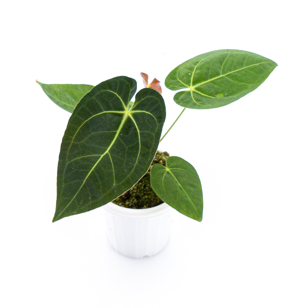 Anthurium Papilaminum X Magnificum Verde