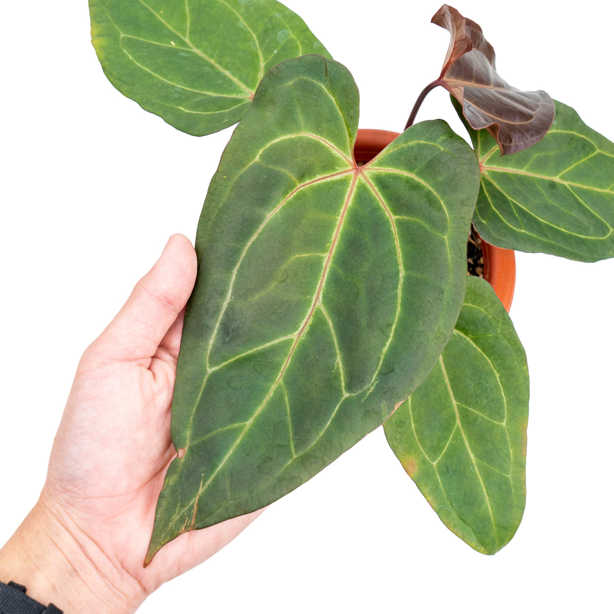 Anthurium papillilaminum red stem