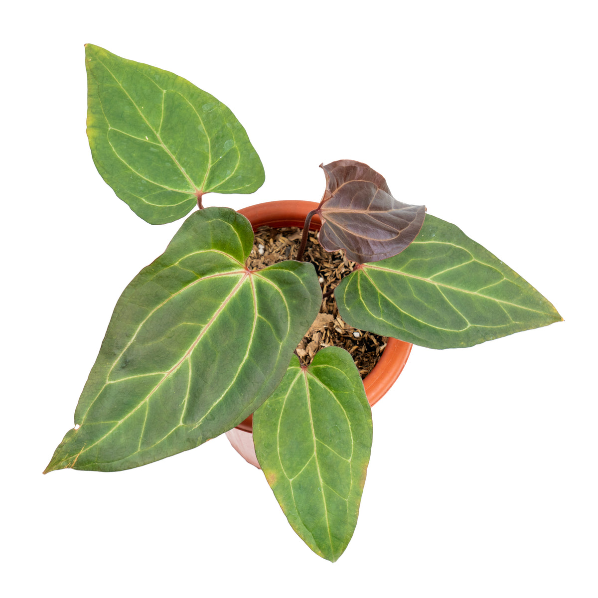 Anthurium papillilaminum red stem
