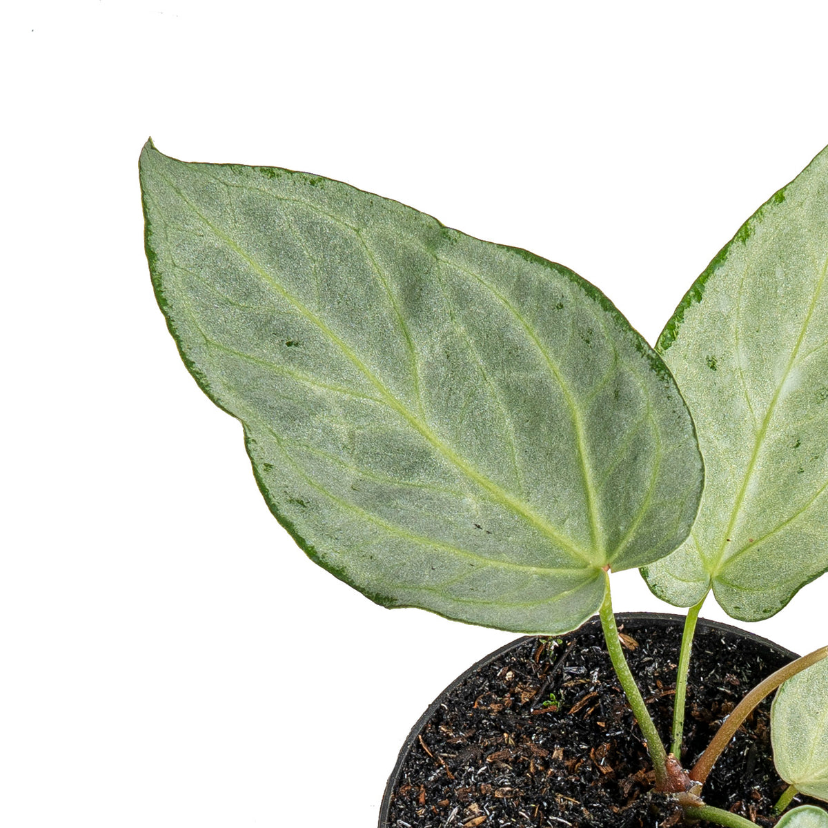 Anthurium silver chrome