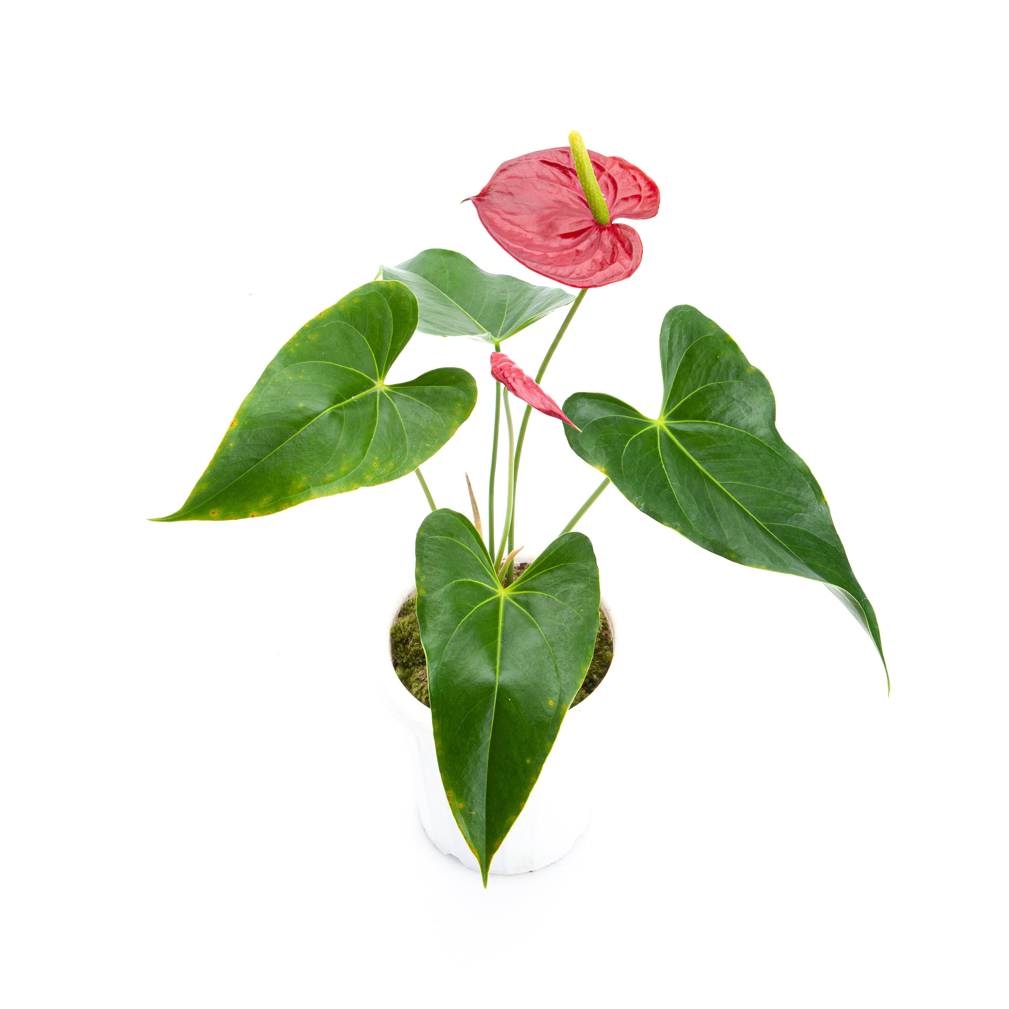 Anthurium Andreanum - Flamingo Flower