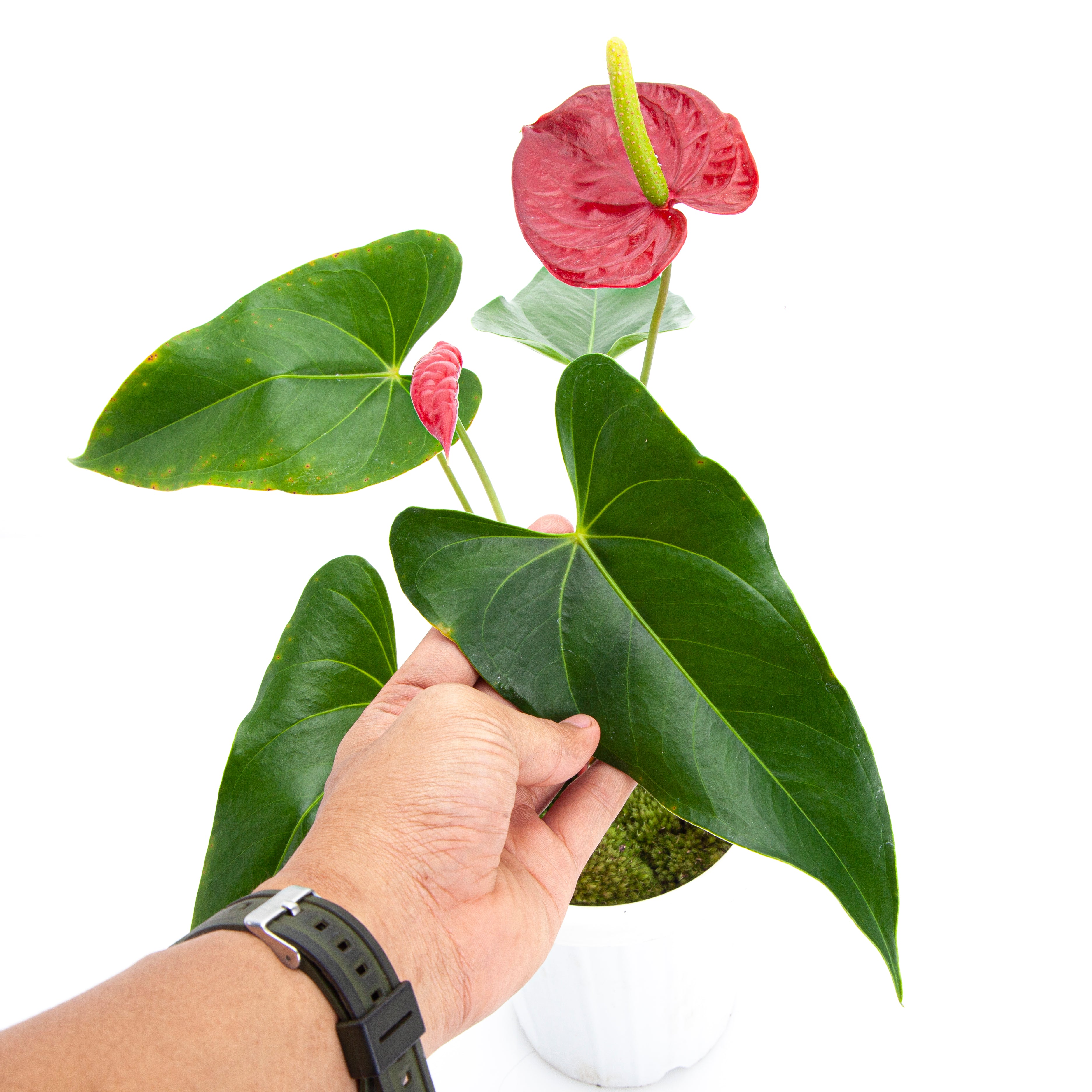 Anthurium Andreanum - Flamingo Flower