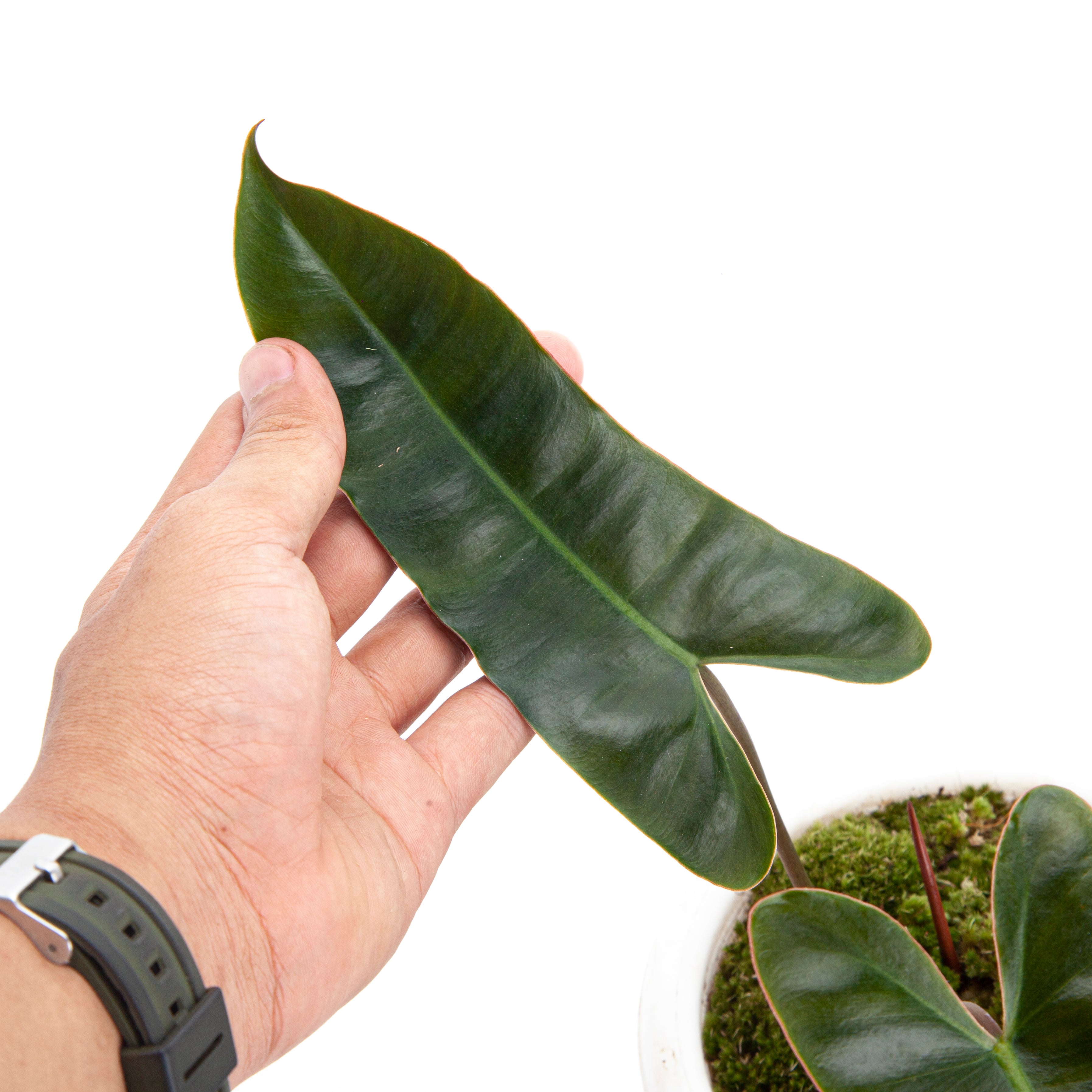 Philodendron Billiteae x Atabapoense