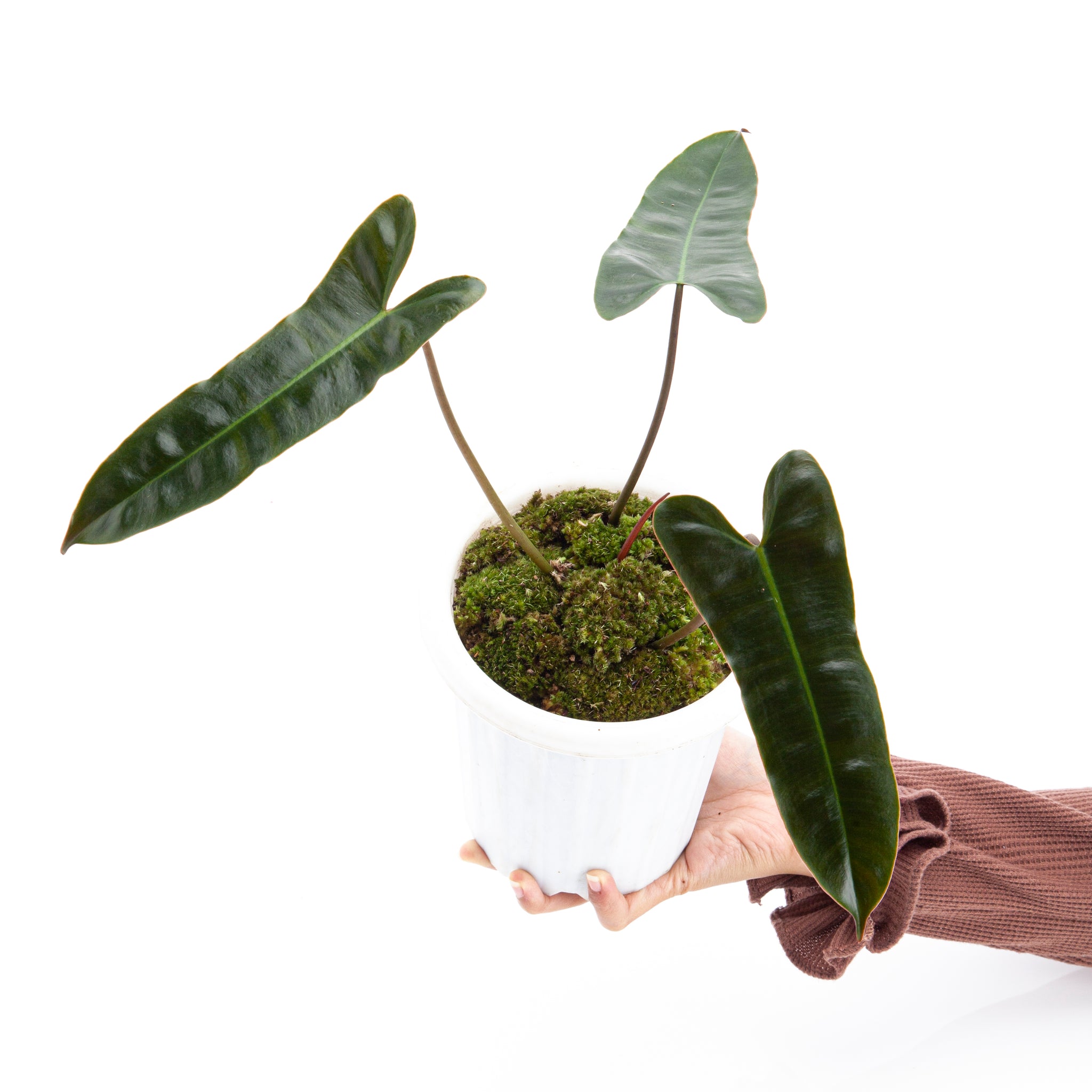philodendron billietiae atabapoense Philodendron Billietiae x Atabapoense