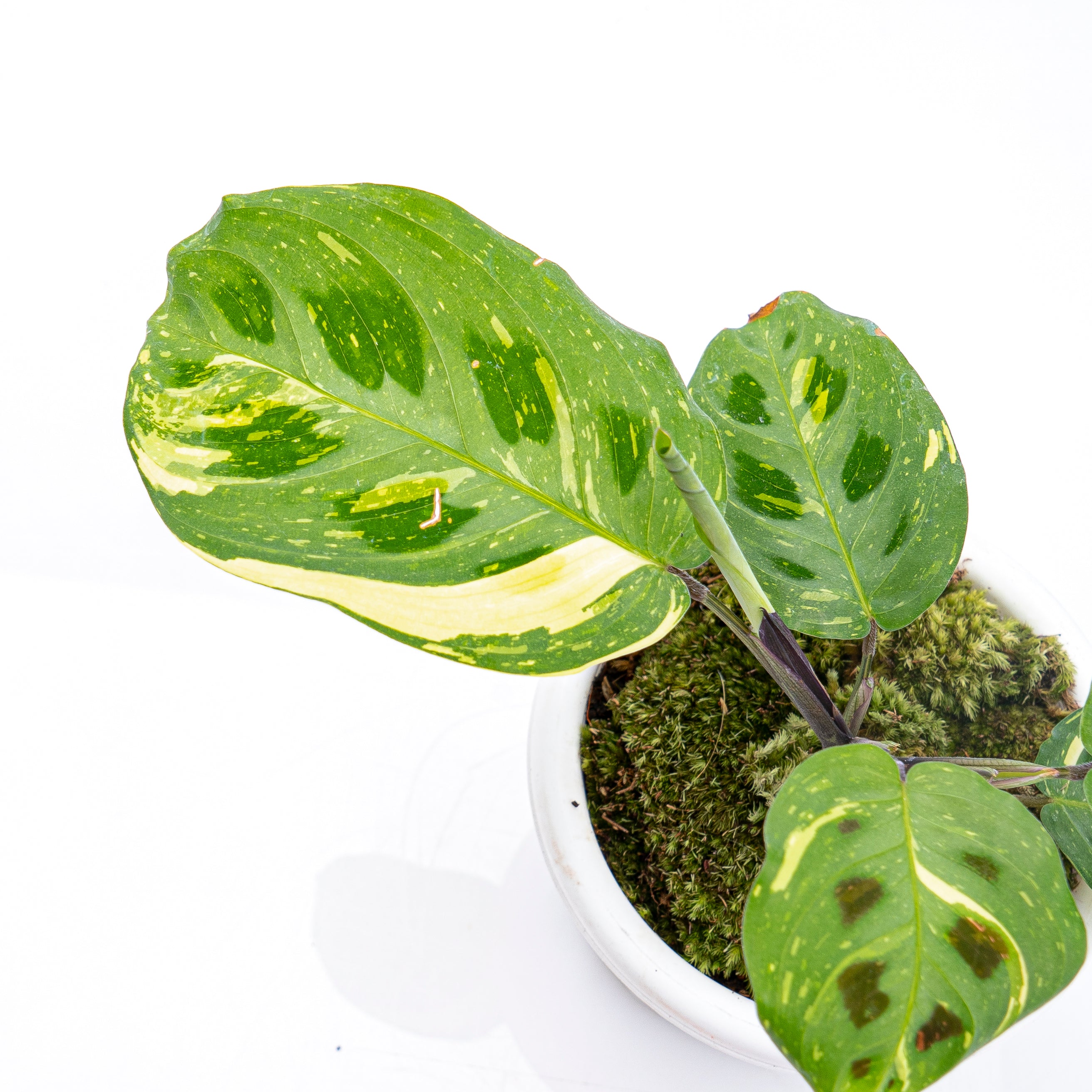 Calathea Butterfly Variegated