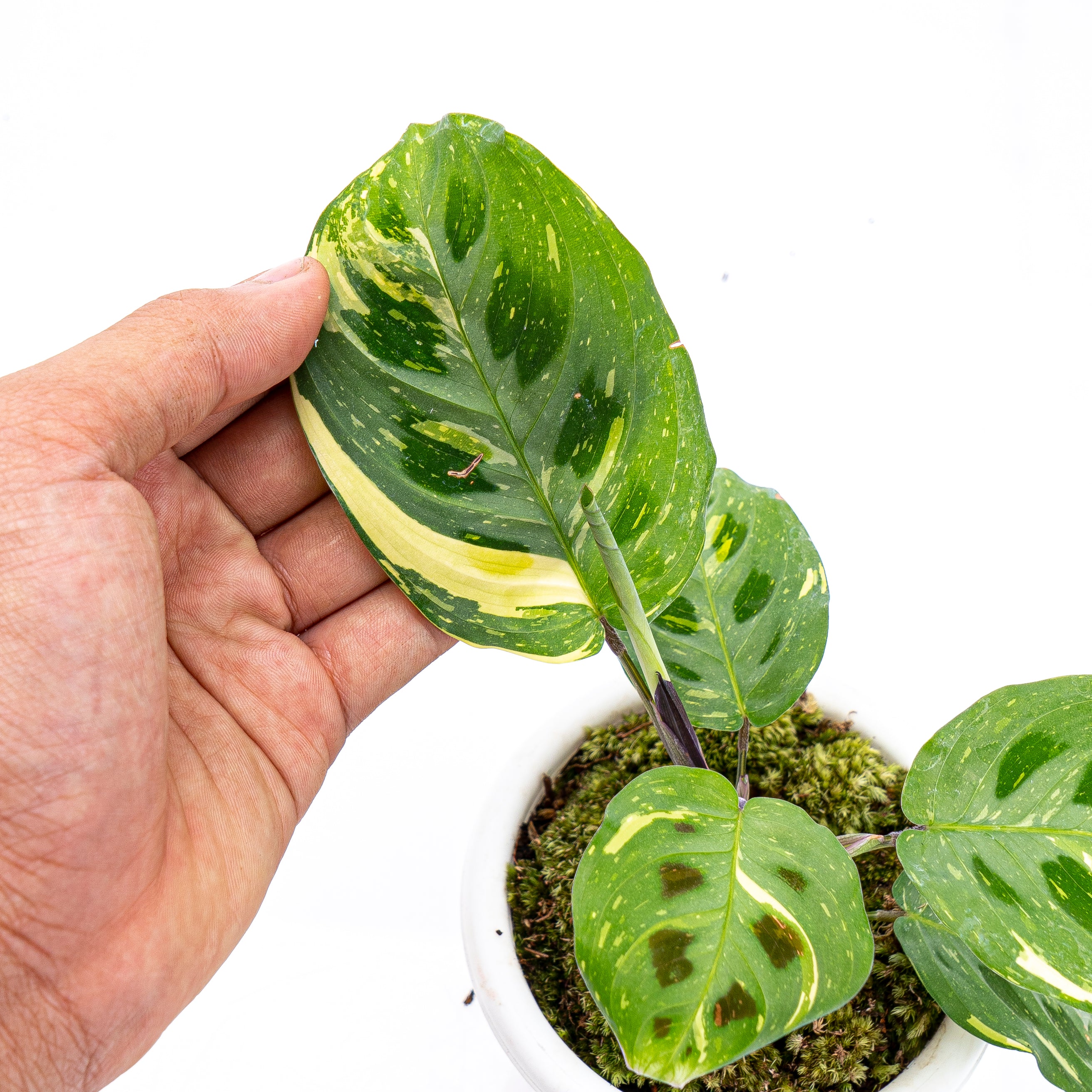 Calathea Butterfly Variegated