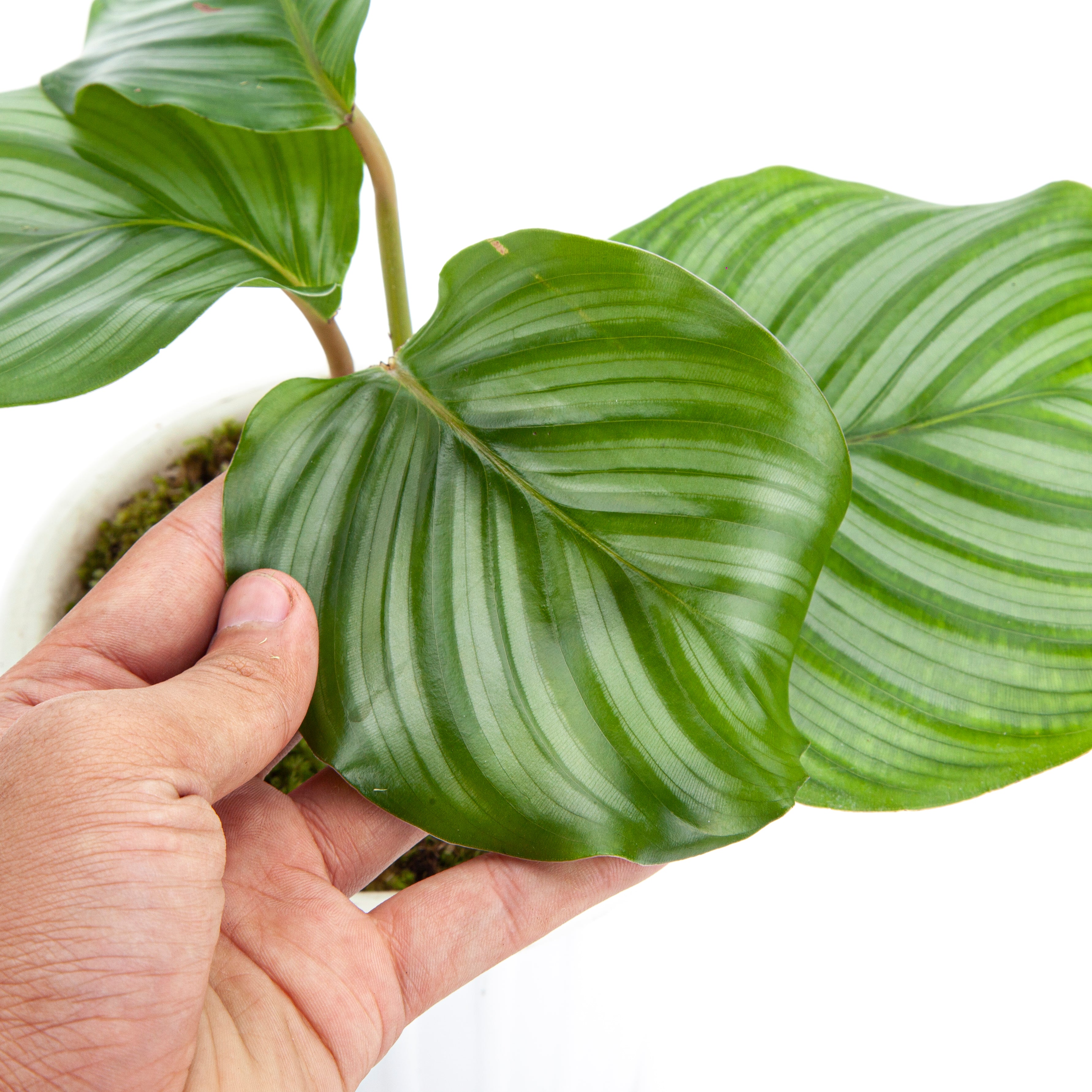 Calathea Orbifolia