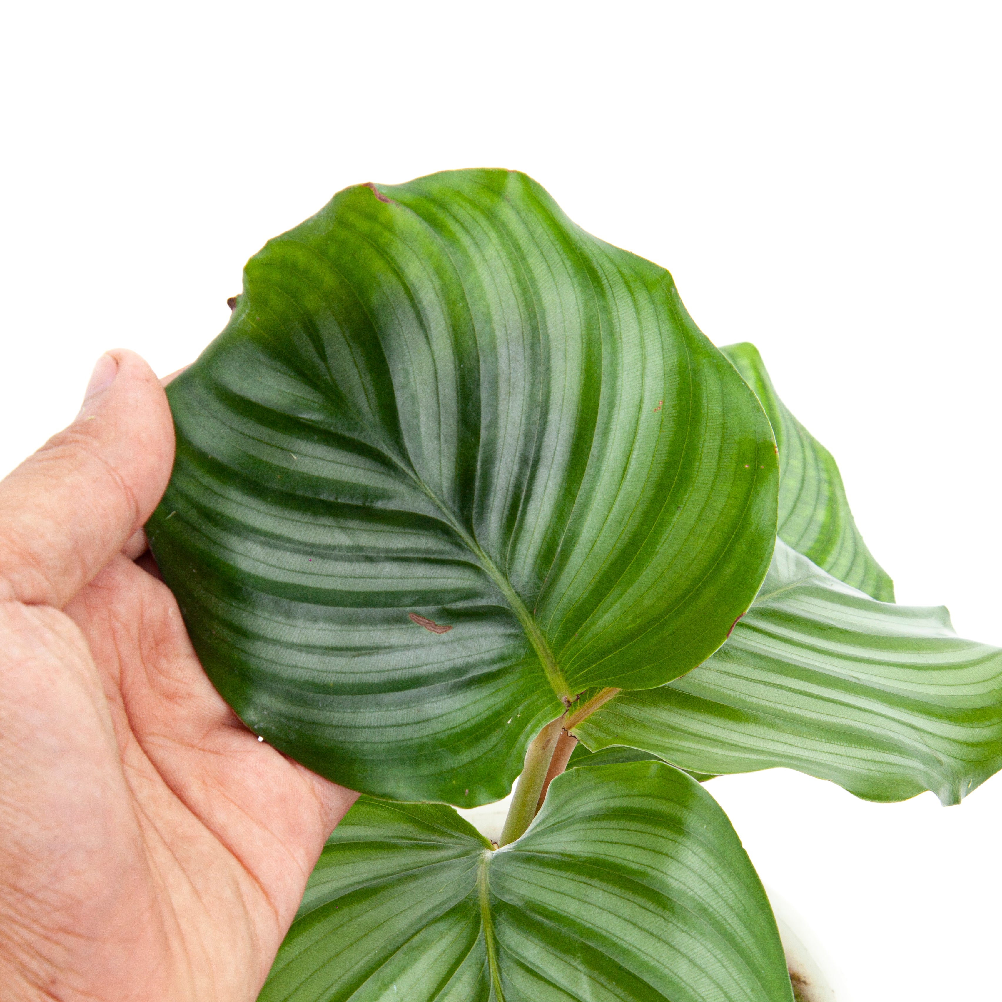 Calathea Orbifolia