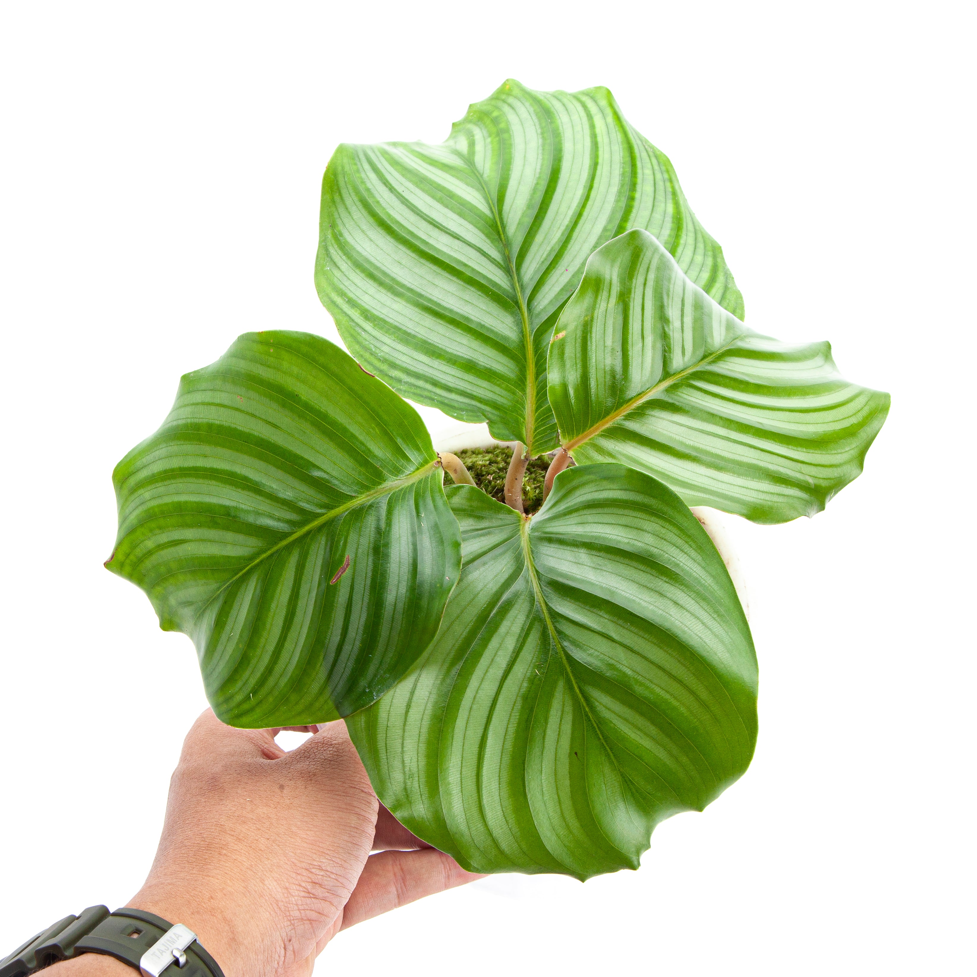 Calathea Orbifolia