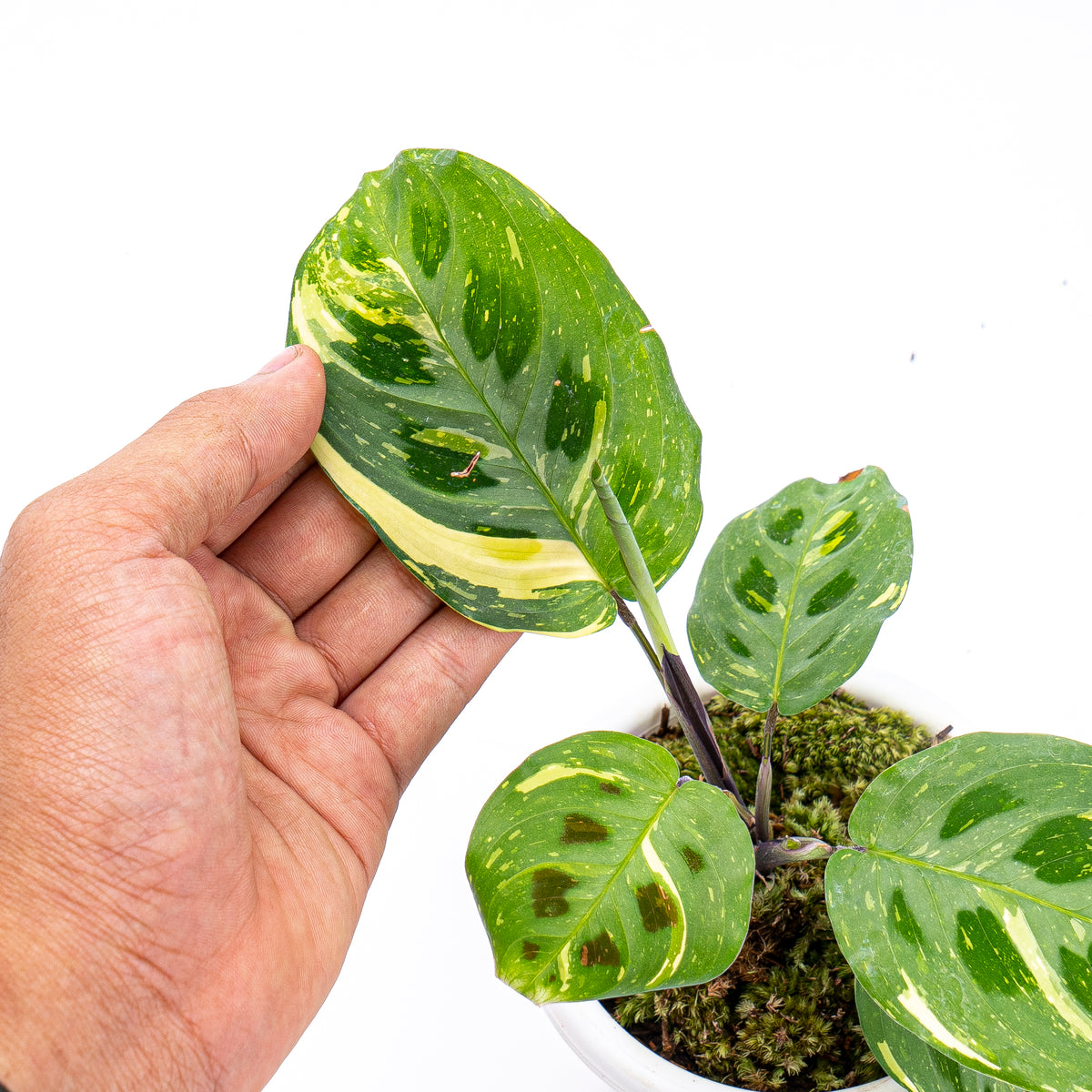 Calathea Butterfly Variegated