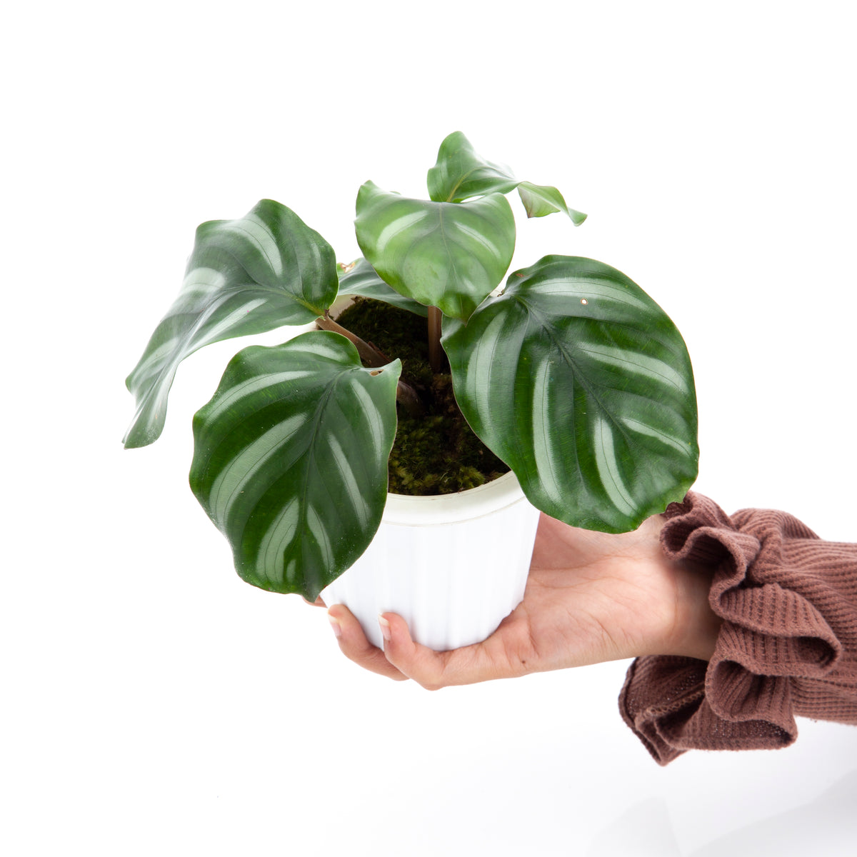 Calathea Fasciata