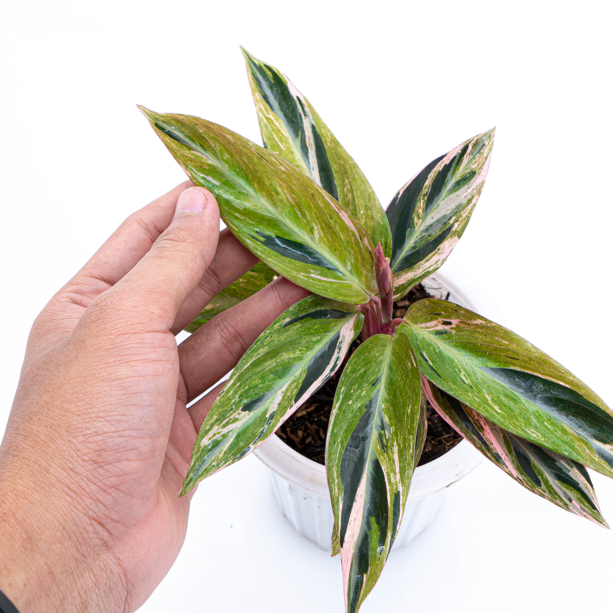 Calathea Magicstar Variegated