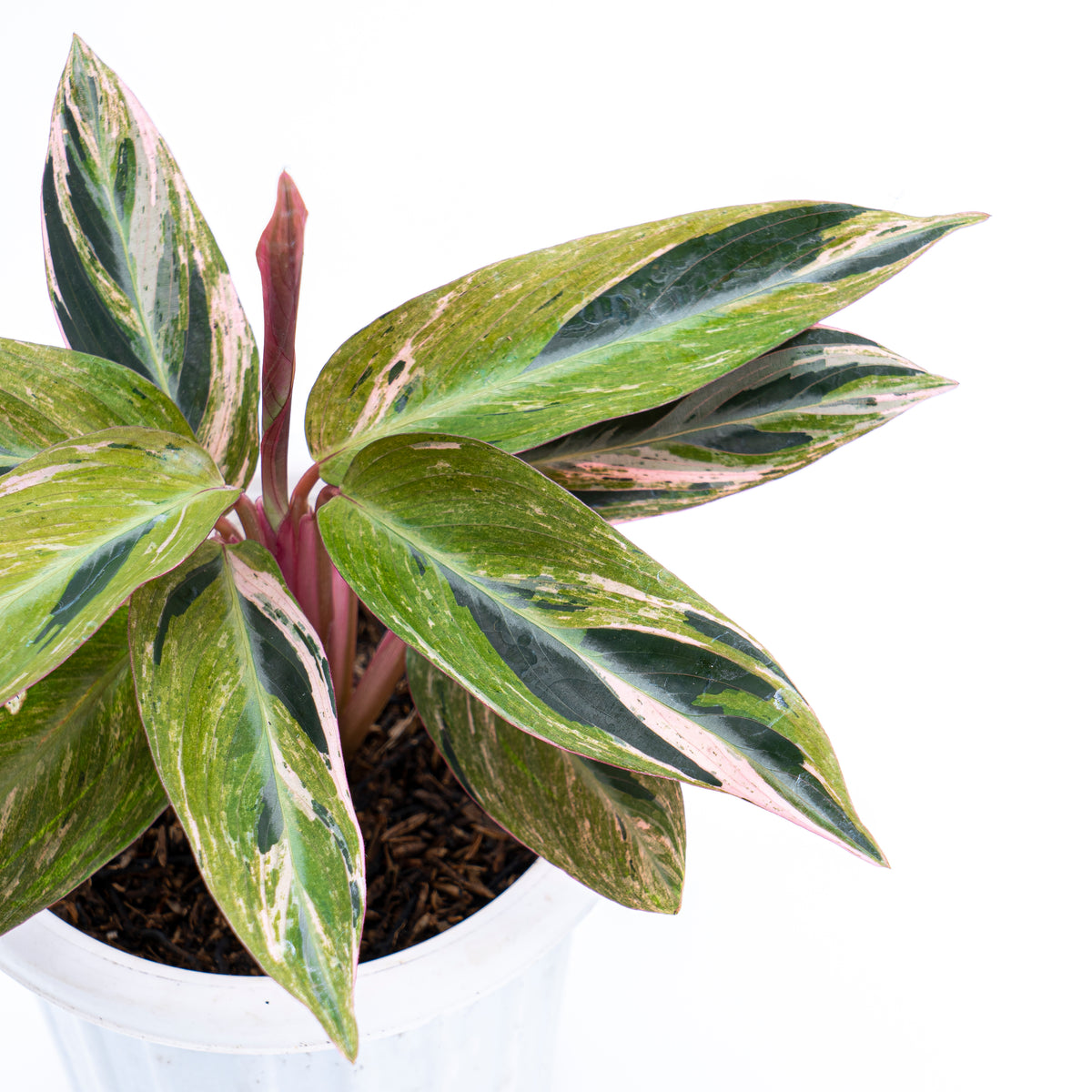 Calathea Magicstar Variegated