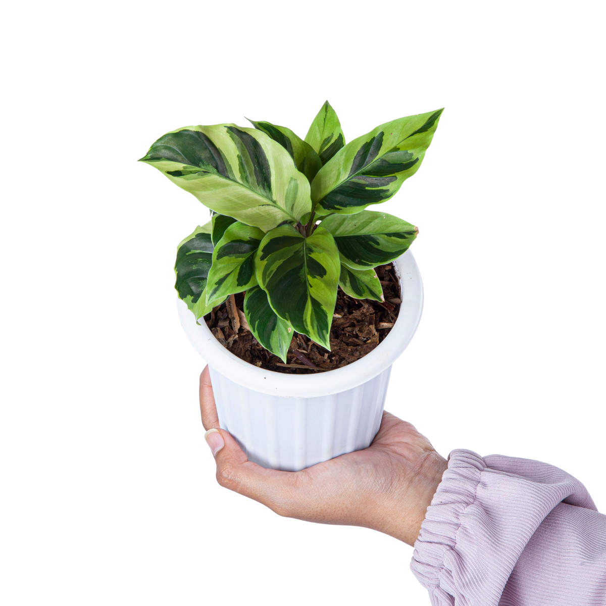 Calathea Yellow Fusion