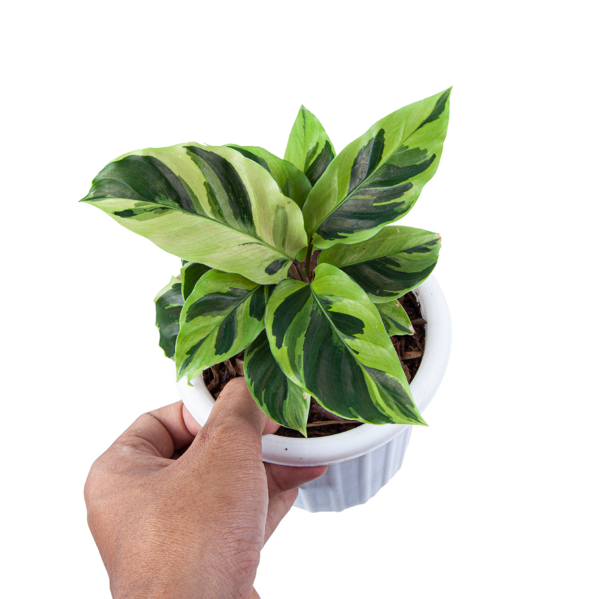 Calathea Yellow Fusion