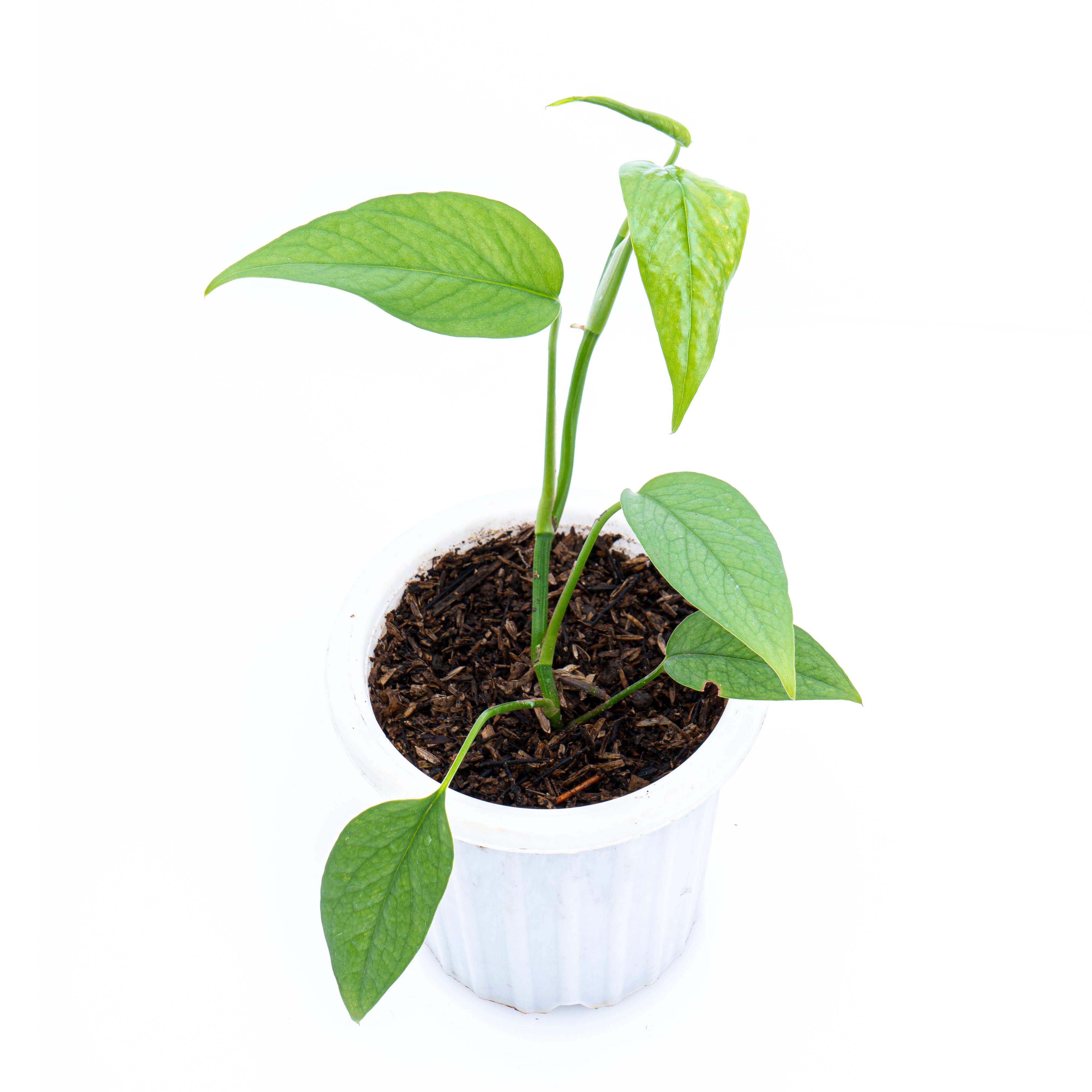 Epipremnum Pinnatum Cebu Blue