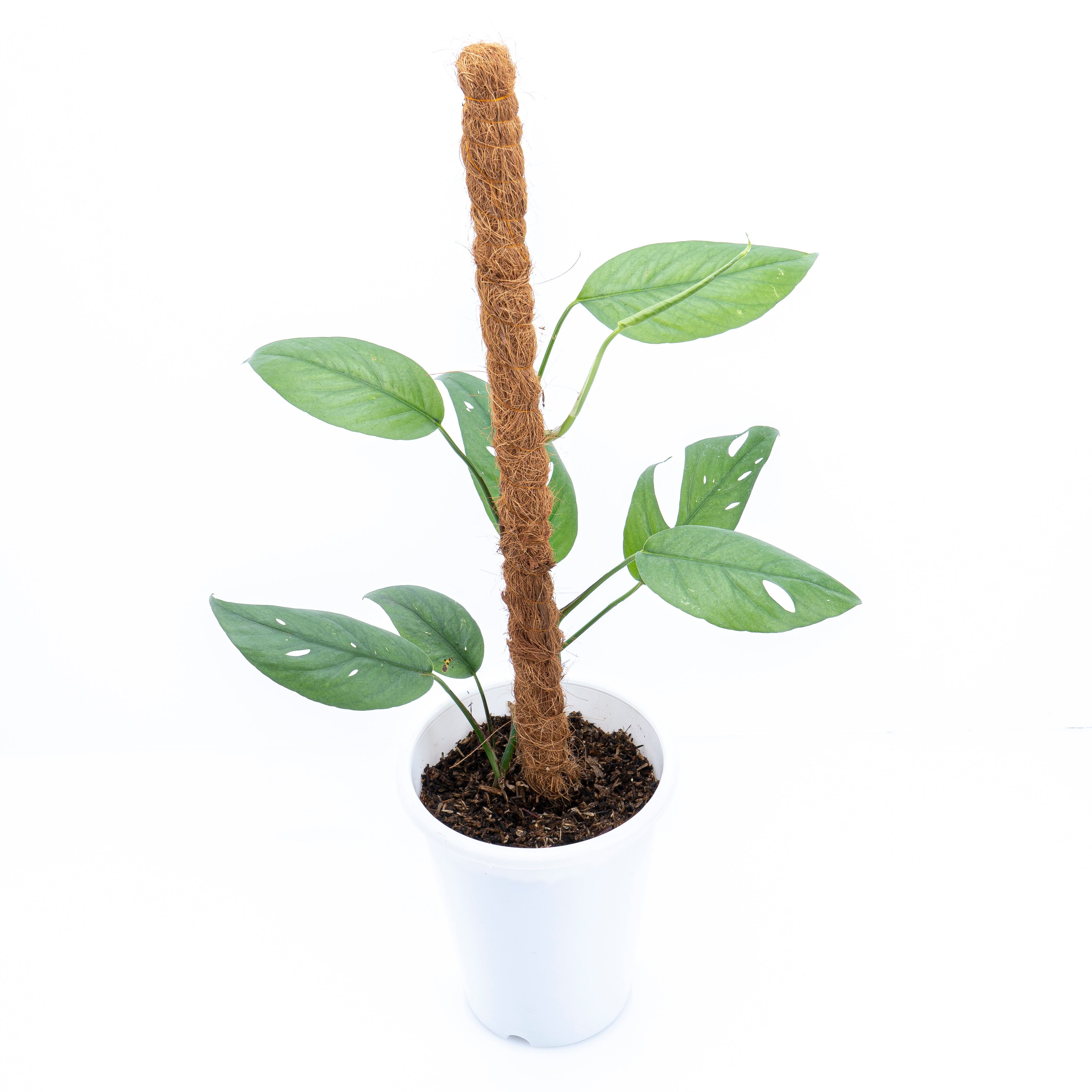Epipremnum Pinnatum Cebu Blue - Mature size