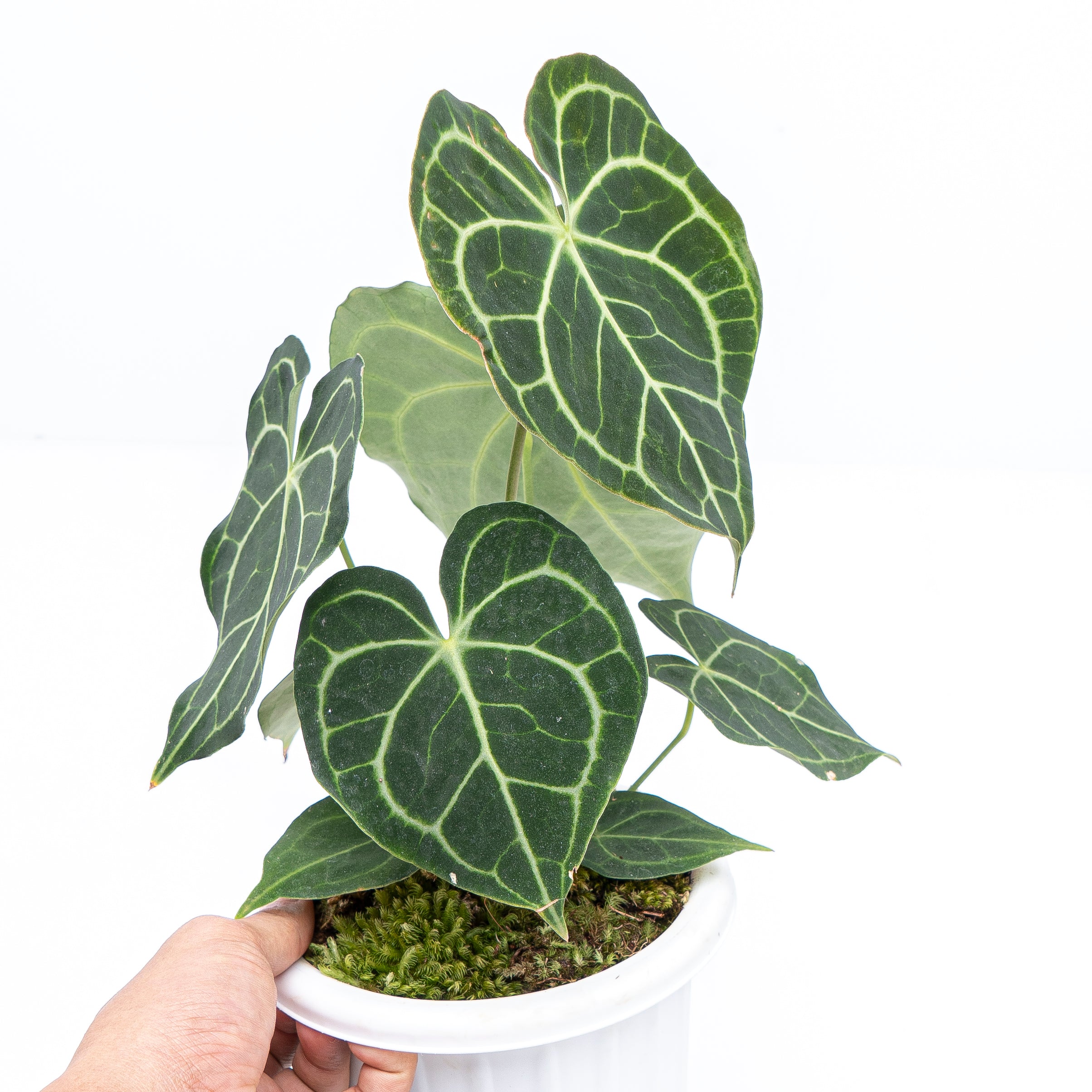 Anthurium Clarinervium