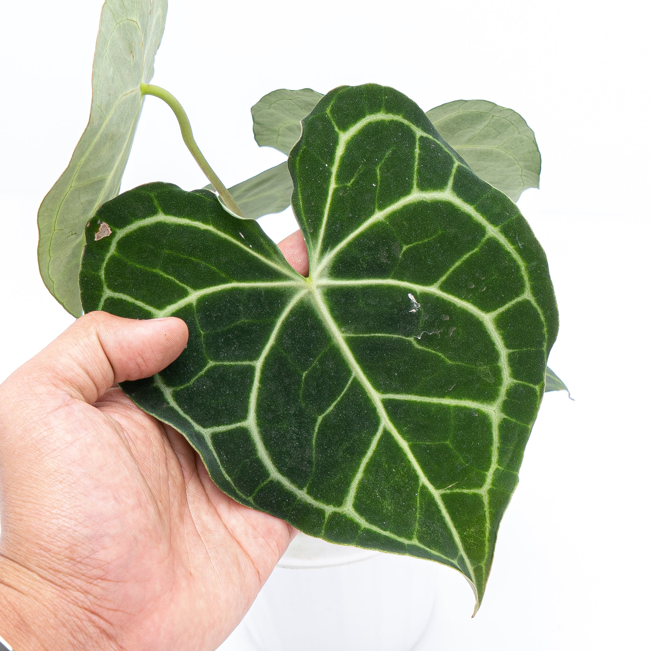 Anthurium Clarinervium