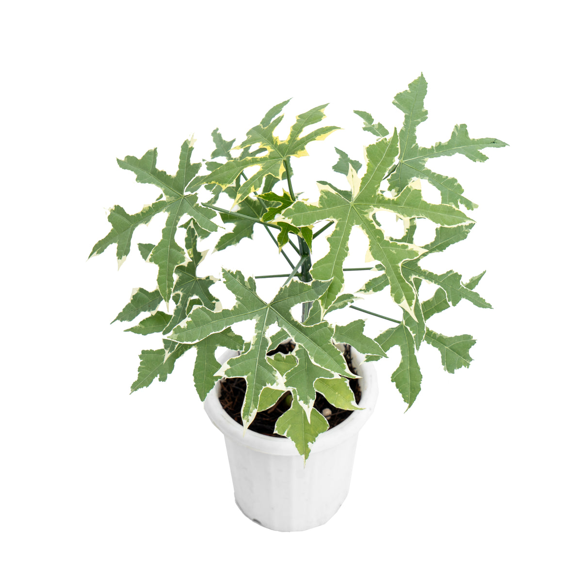 Cnidoscolus Aconitifolius Variegated