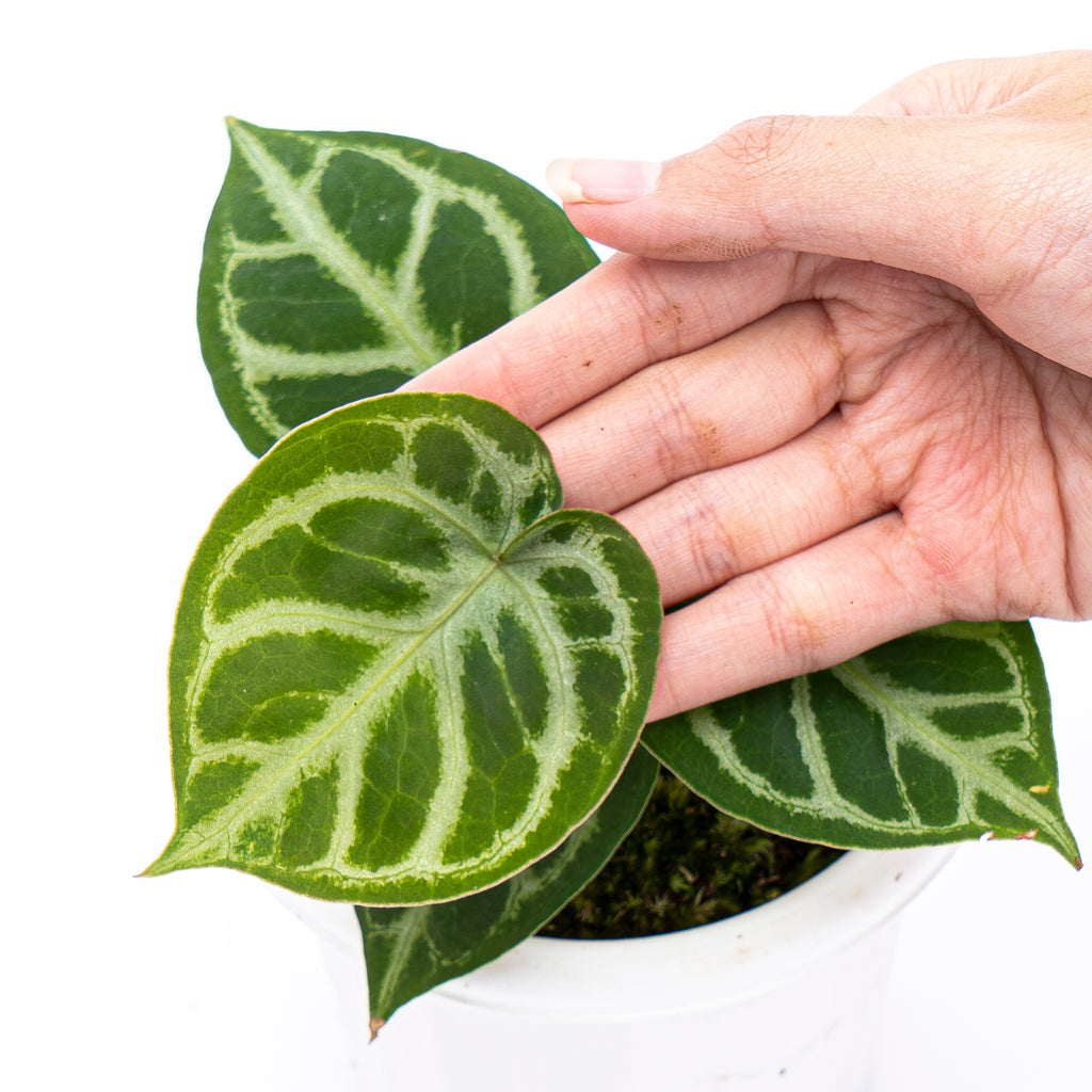 DominoHybrid17_1024x.jpg?v=