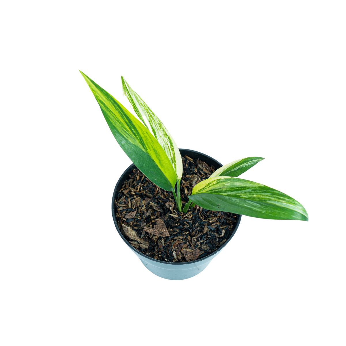 Epipremnum Amplissimum Aurea Variegated