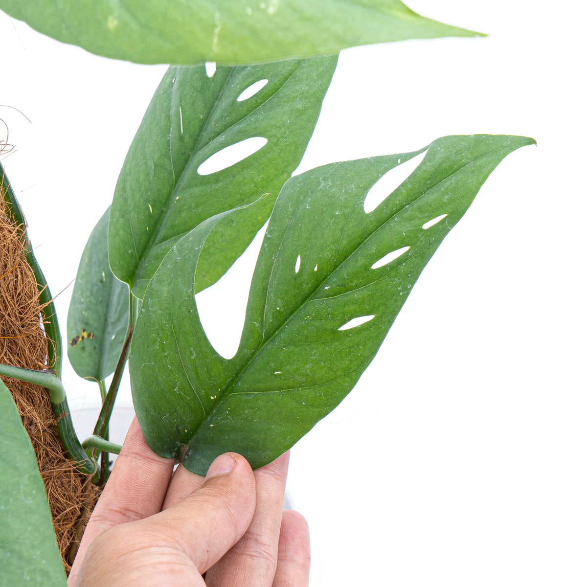 Epipremnum Pinnatum Cebu Blue - Mature size