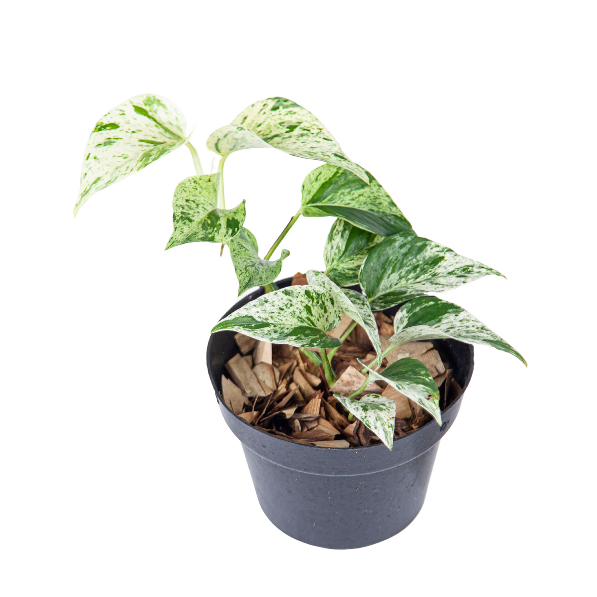 Epipremnum Aurea Marble Queen